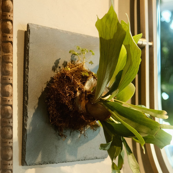 zimmerpflanze sternfrmige bltter Syngonium angustatum 'Little Star' entwickelt schmale, sternartige Lappen  an kompakten Trieben  ordentlich, ideal fr kleine Tpfe und leicht  hngenden Wuchs