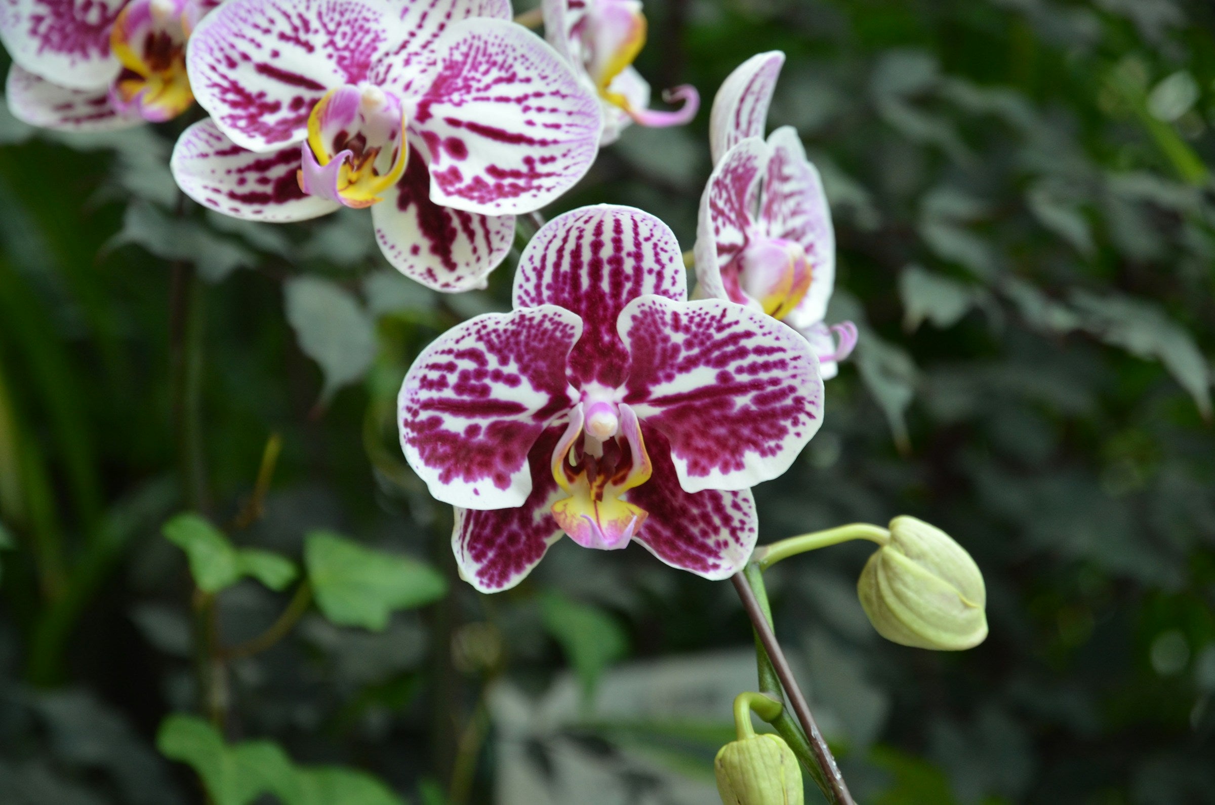 Gezonde bloemtak van Phalaenopsis met op de achtergrond groene tropische planten