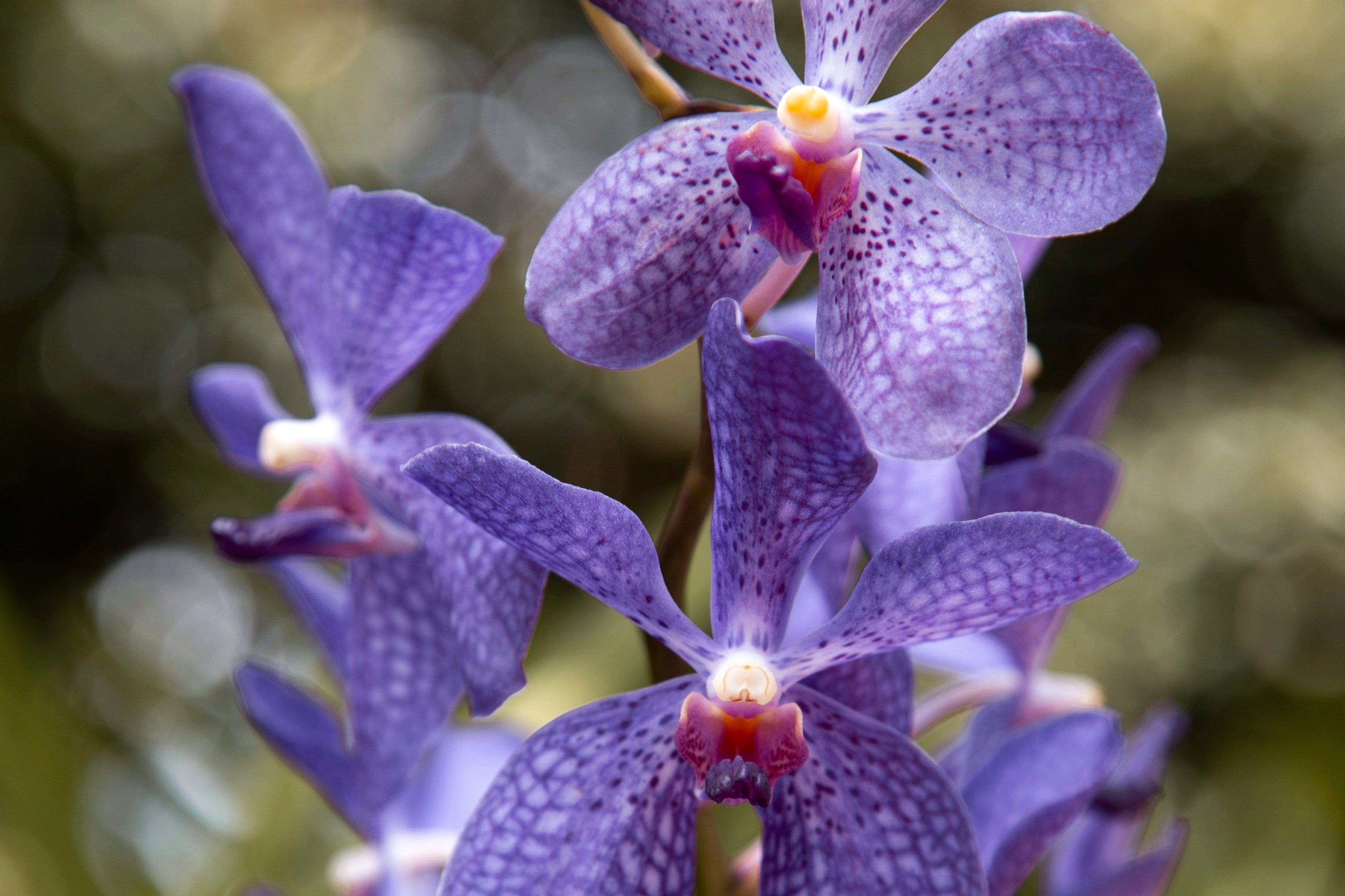 Unieke zeldzame kleur: De blauwe orchidee