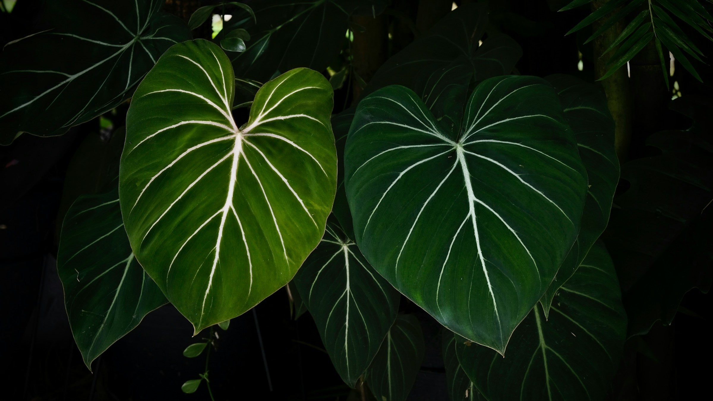 What are Philodendron plants?