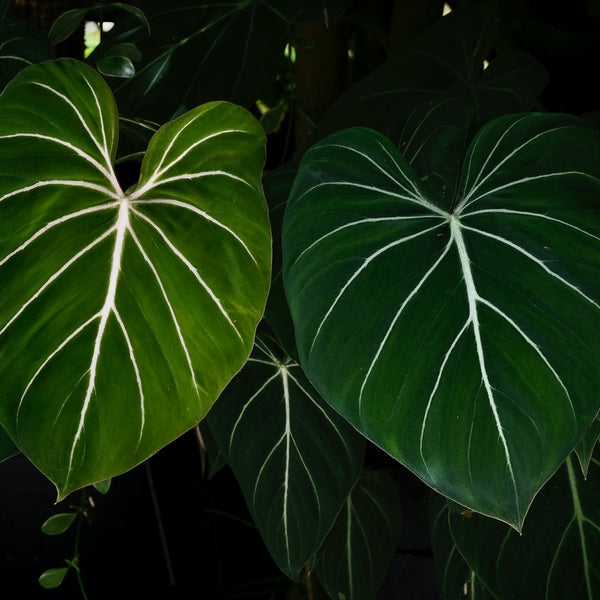 Was sind Philodendron-Pflanzen?