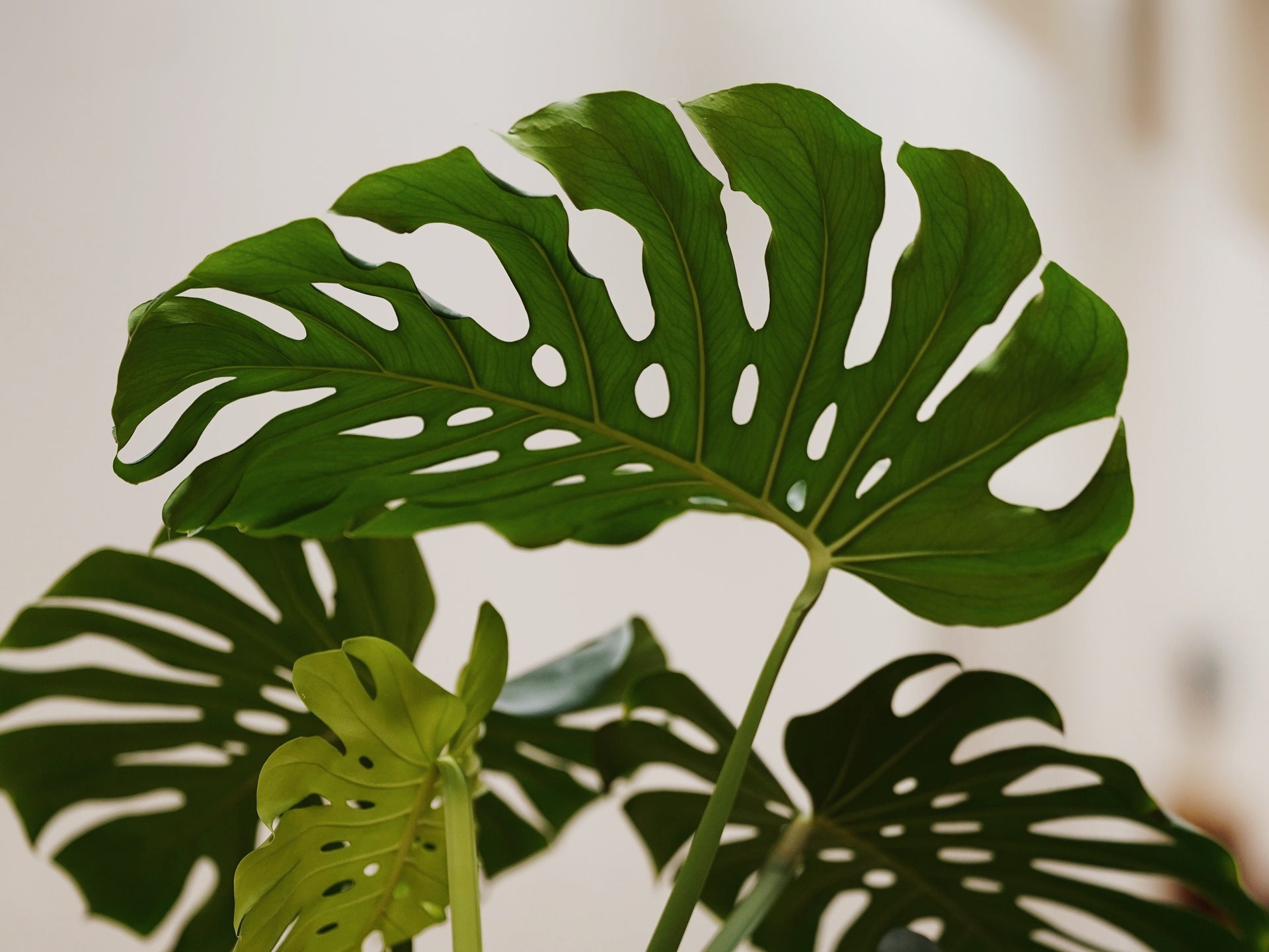 Schlingpflanzen: Wie Monstera dubia groe Bltter fr optimales Licht