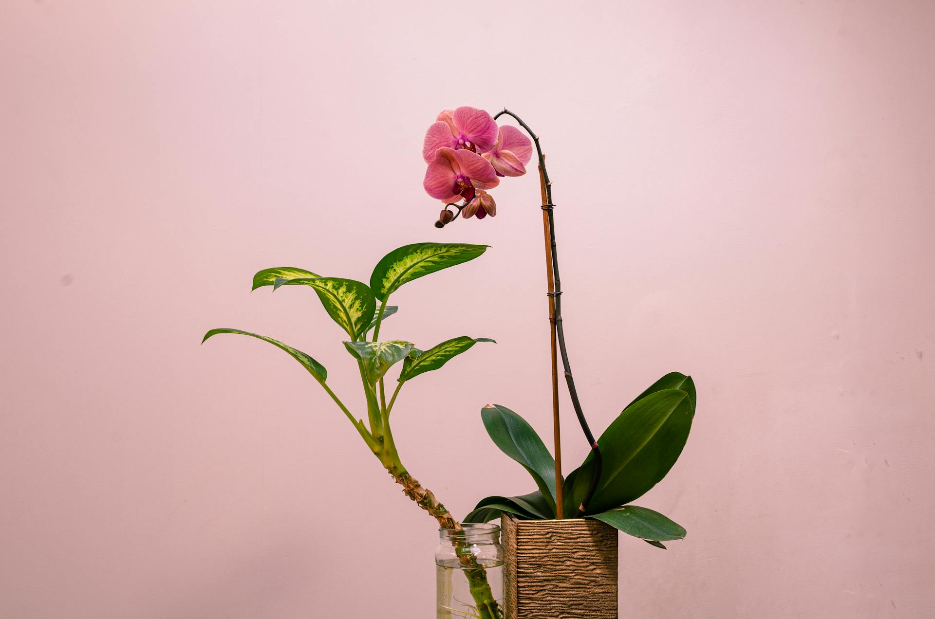 Kun je een orchidee stekken, zoals een tropische kamerplant?