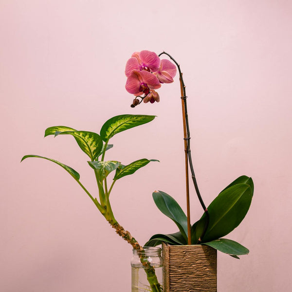 Kann man eine Orchidee wie eine tropische Zimmerpflanze vermehren?