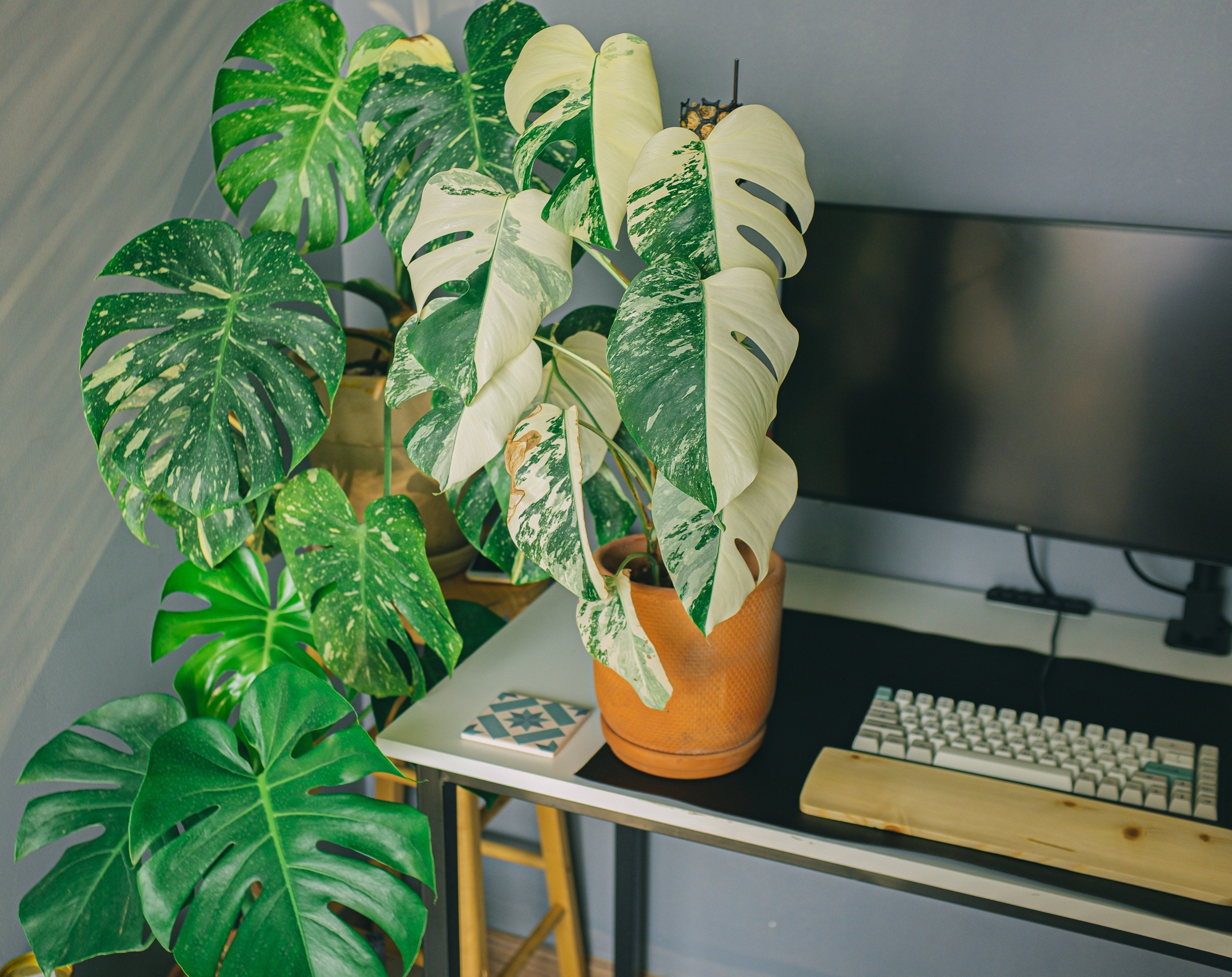 Productiviteit op afstand verbeteren: De voordelen van kamerplanten in het kantoor aan huis