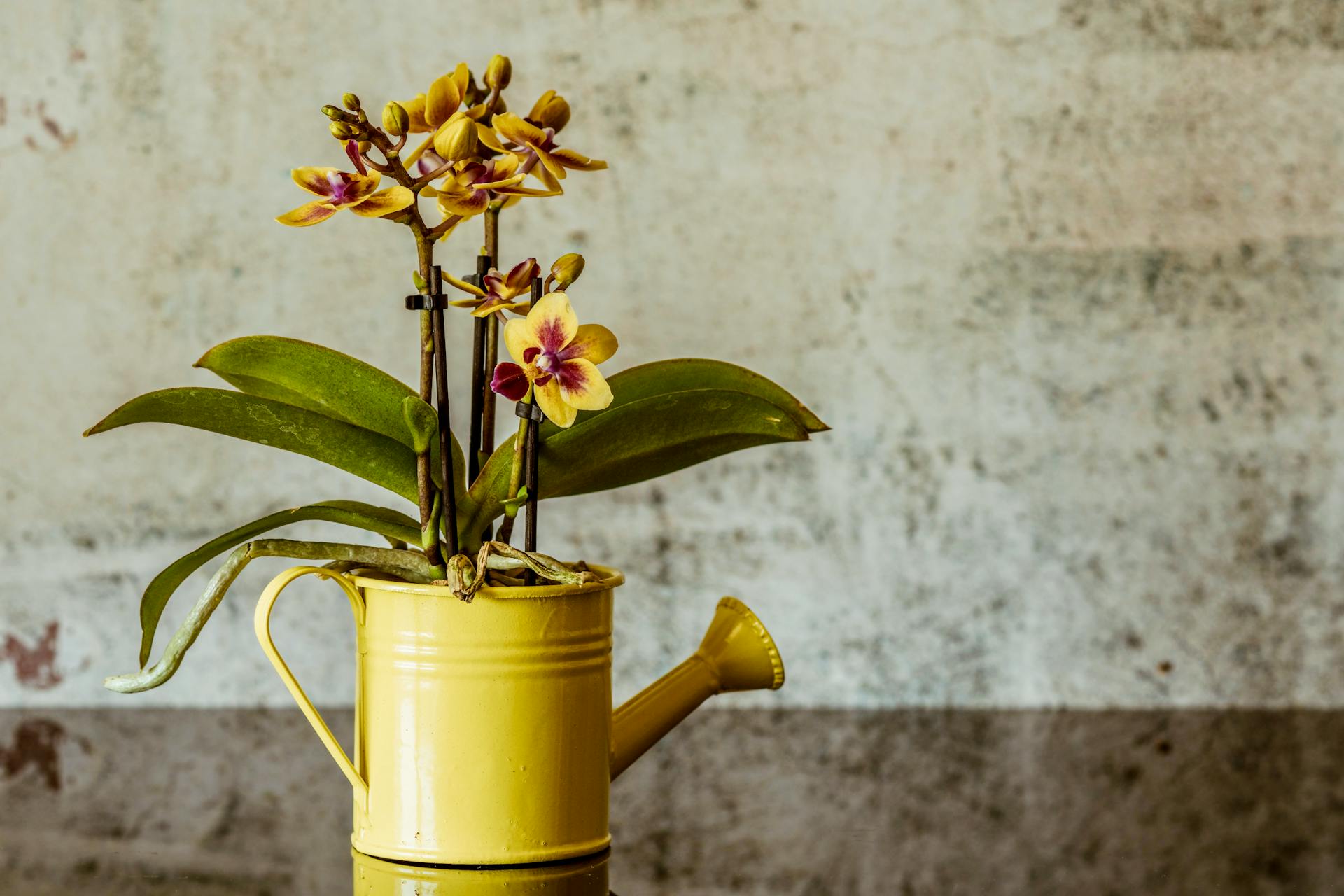 Hoe kan ik mijn orchidee het beste watergeven?