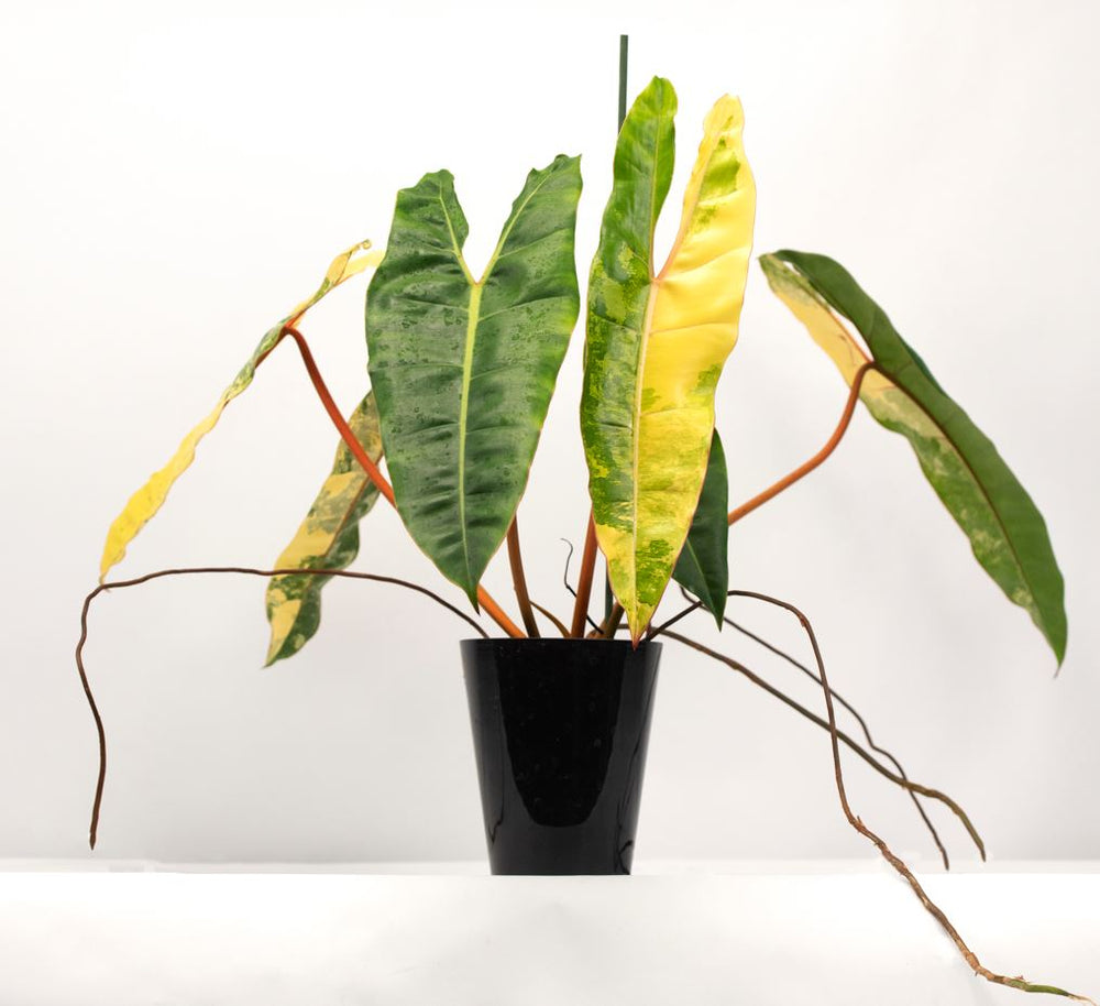 how-do-i-recognize-a-true-philodendron-spiritus-sancti-atabapoense-an