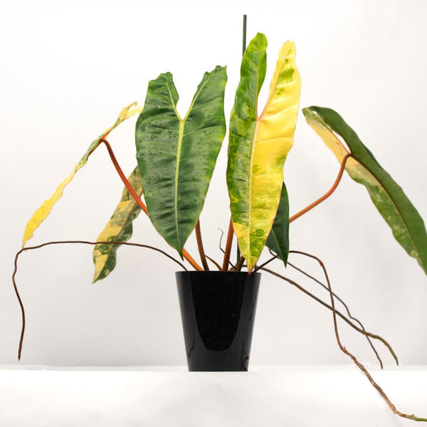 philodendron jose buono Philodendron Jose Buono Variegated