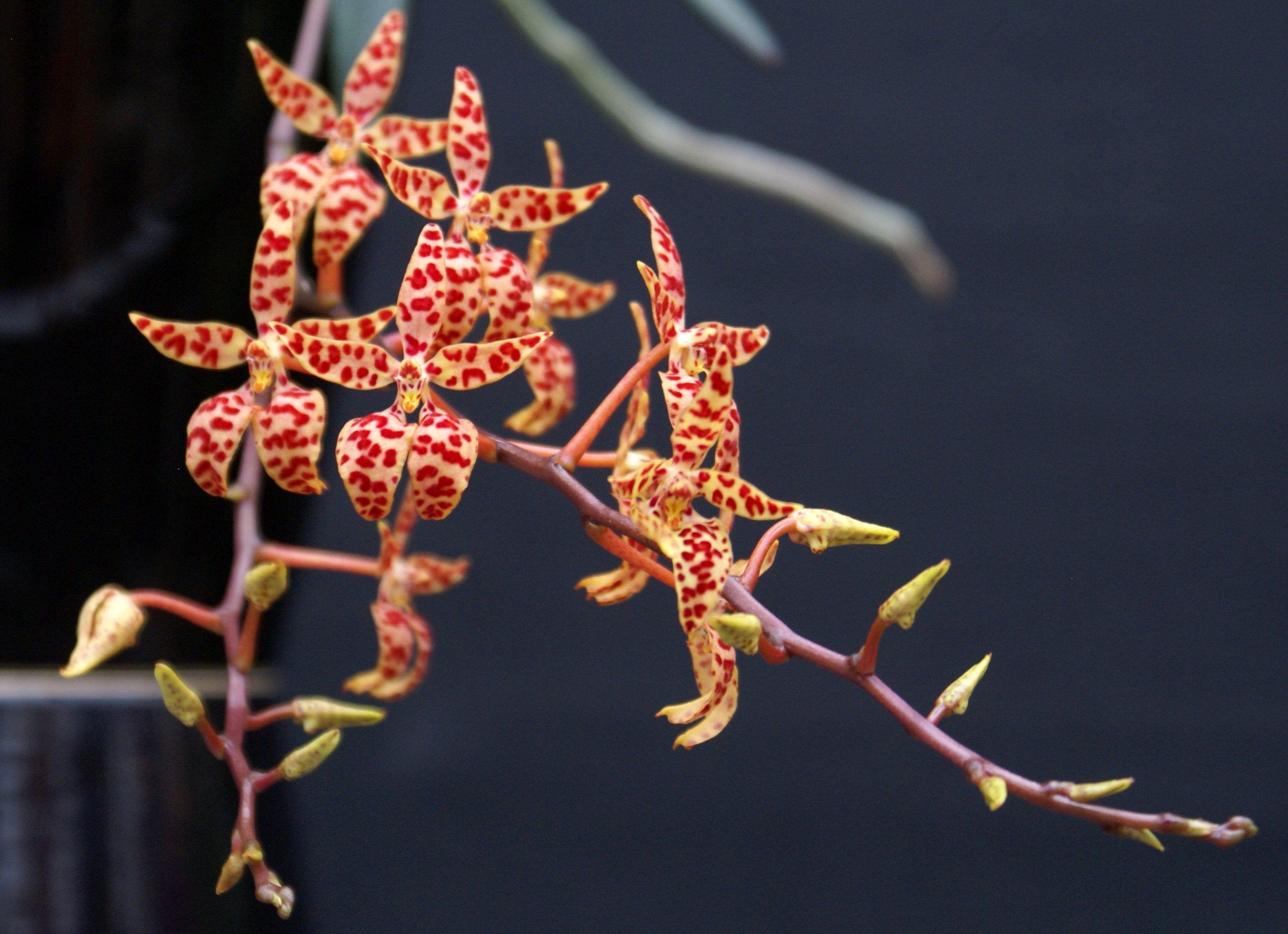 Renanthera monaco