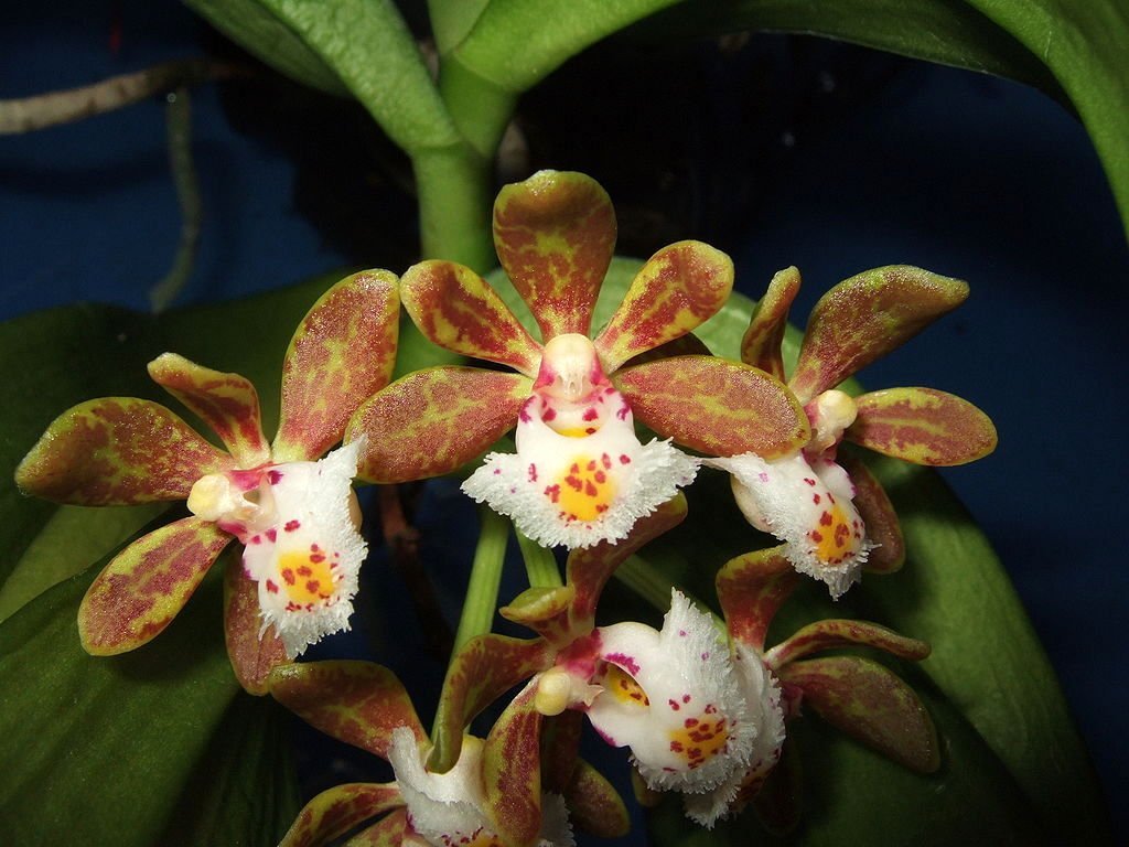 Gastrochilus acutifolius flowers with yellow and white lip with pink spots 