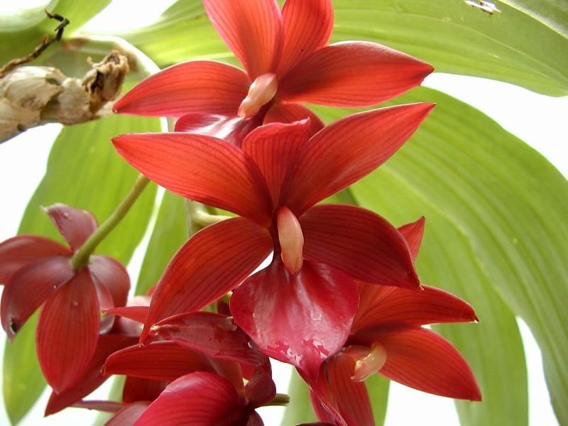 Cycnoches Wine Delight red flower