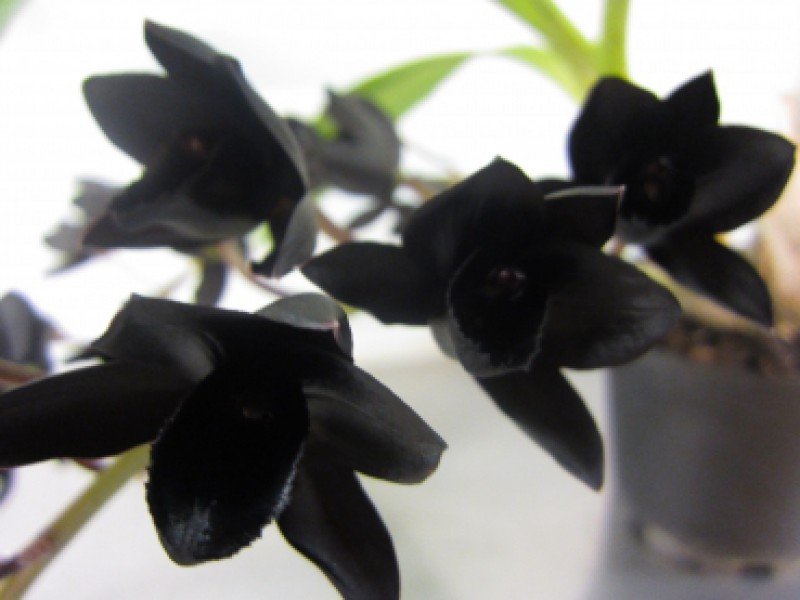 Fredclarkeara After Dark black flowers