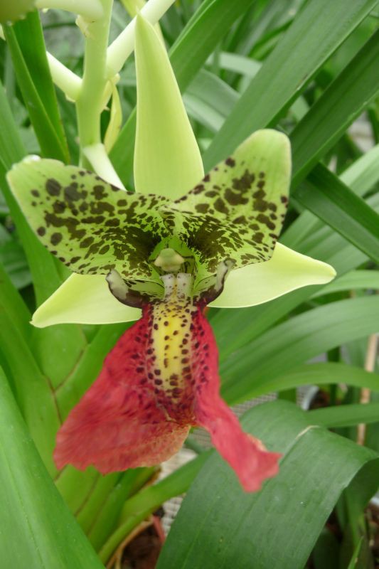 Cymbidiella rhodochilla green with red lip and brown spots flower