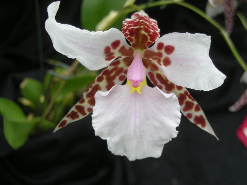 Lemboglossum rossii