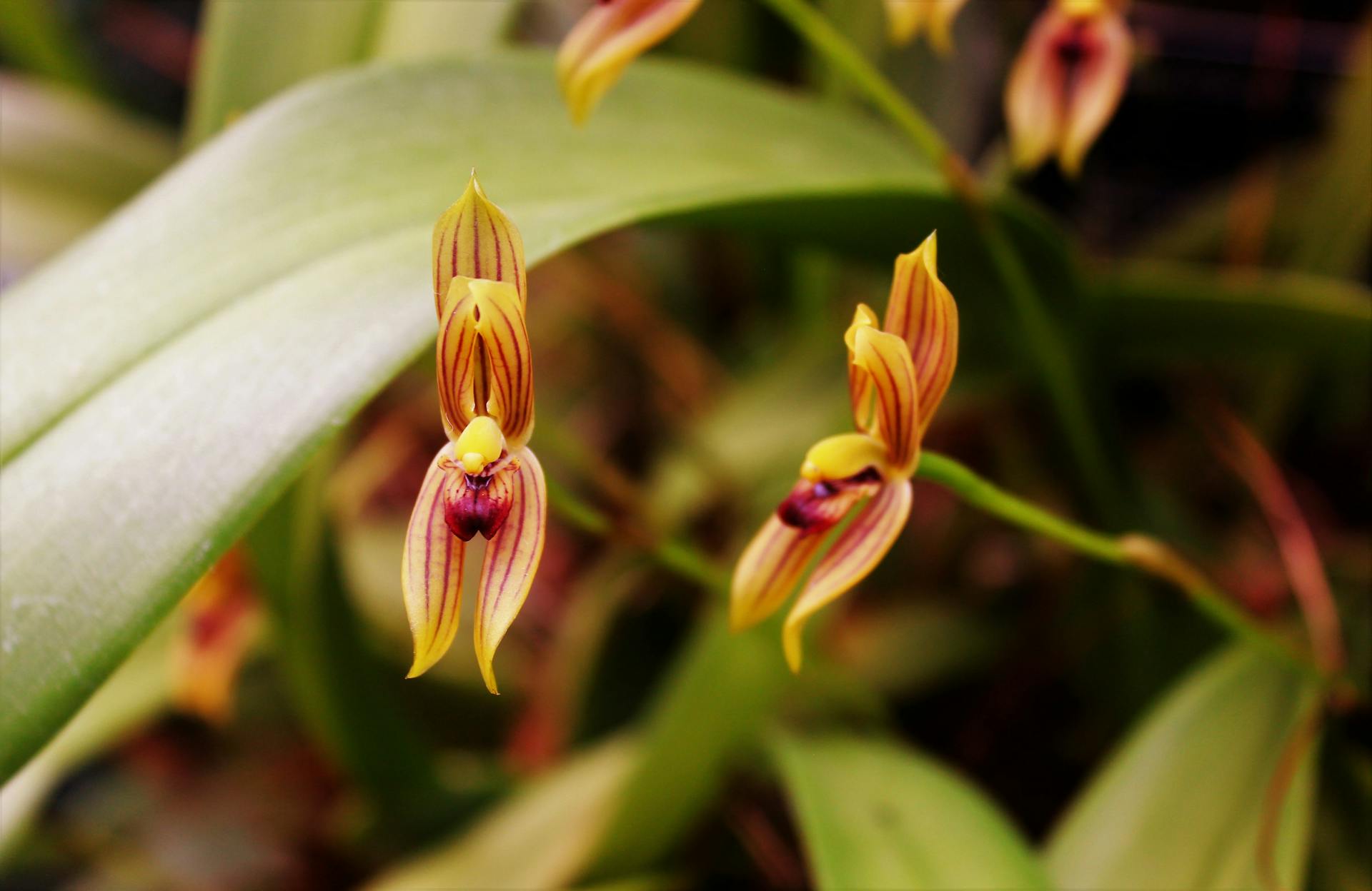 Maxillaria lineolata (Mormolyca ringens) 