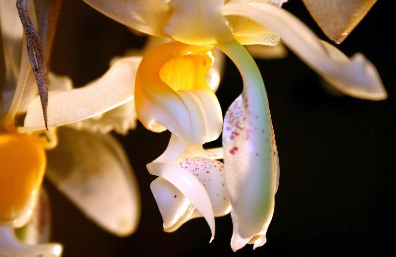 Stanhopea embreei