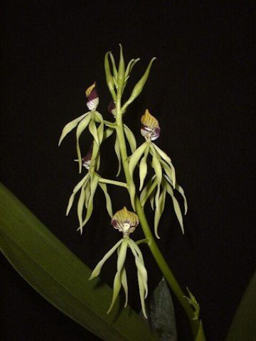 Prosthechea cochleata clamshell-orchid