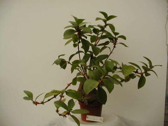 Hydnophytum mosleyanum houseplant