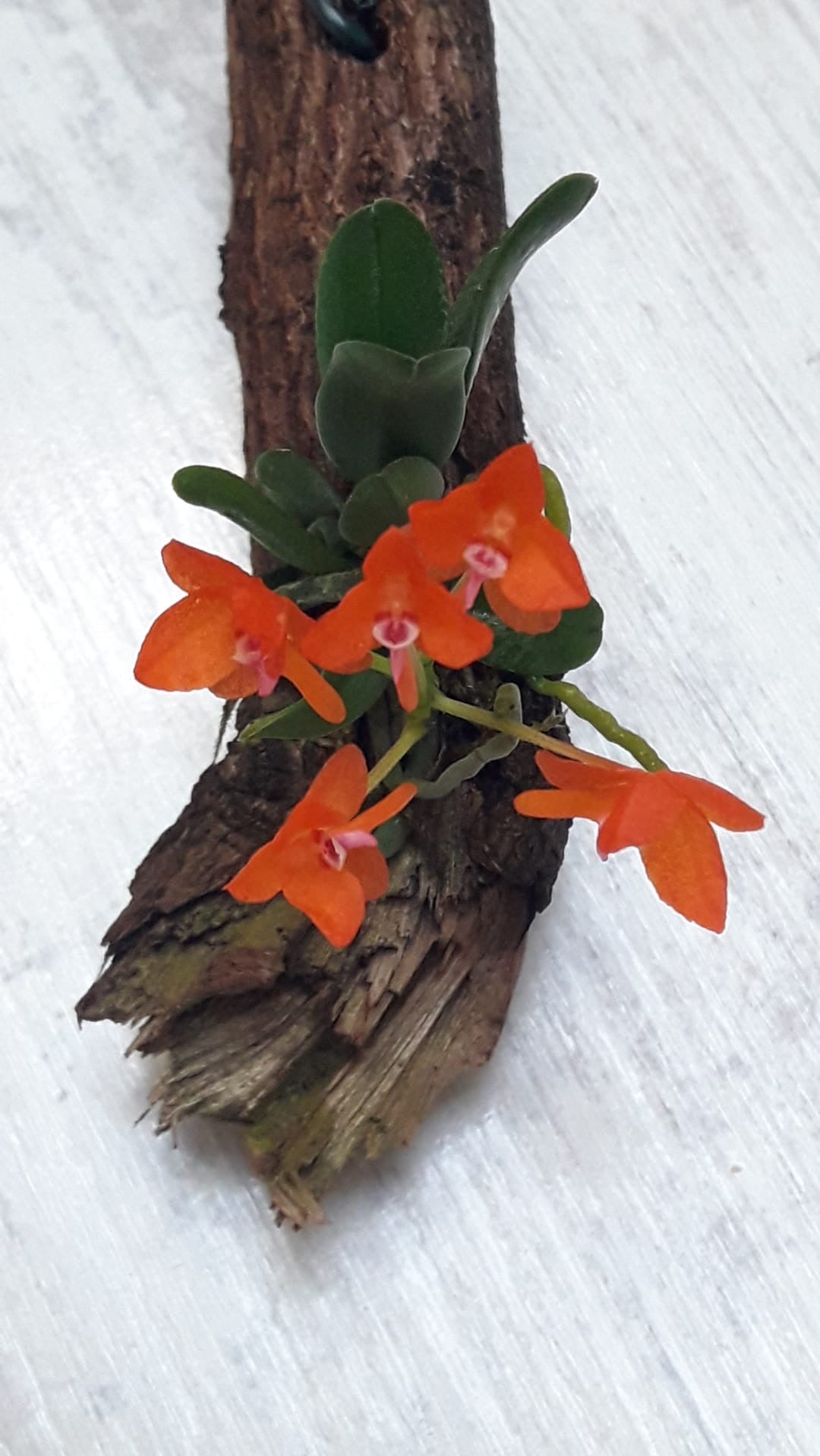 Ceratocentron fesselii orchid orange flowers