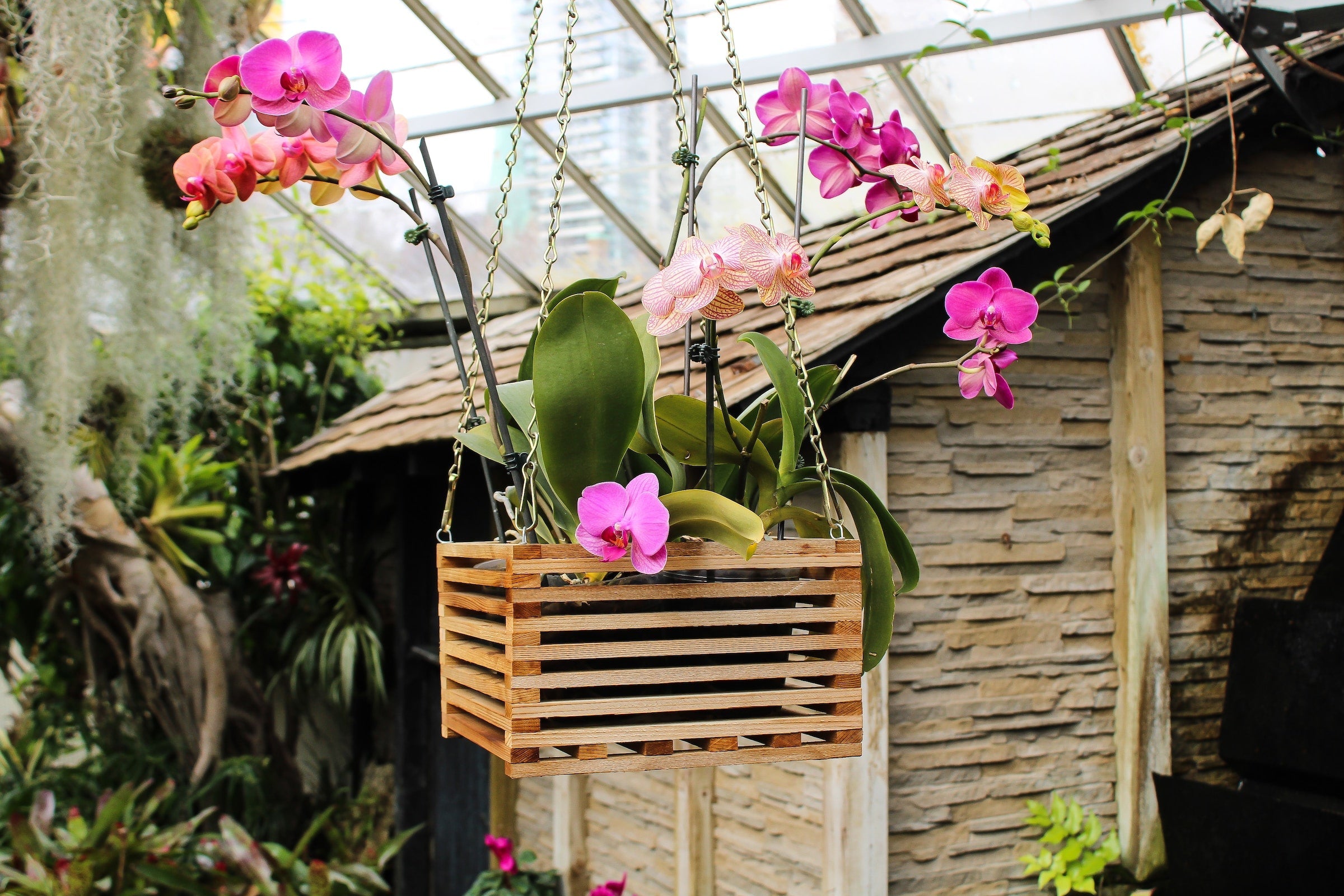 Kleurrijke Phalaenopsis in hangpot krat aan ketting
