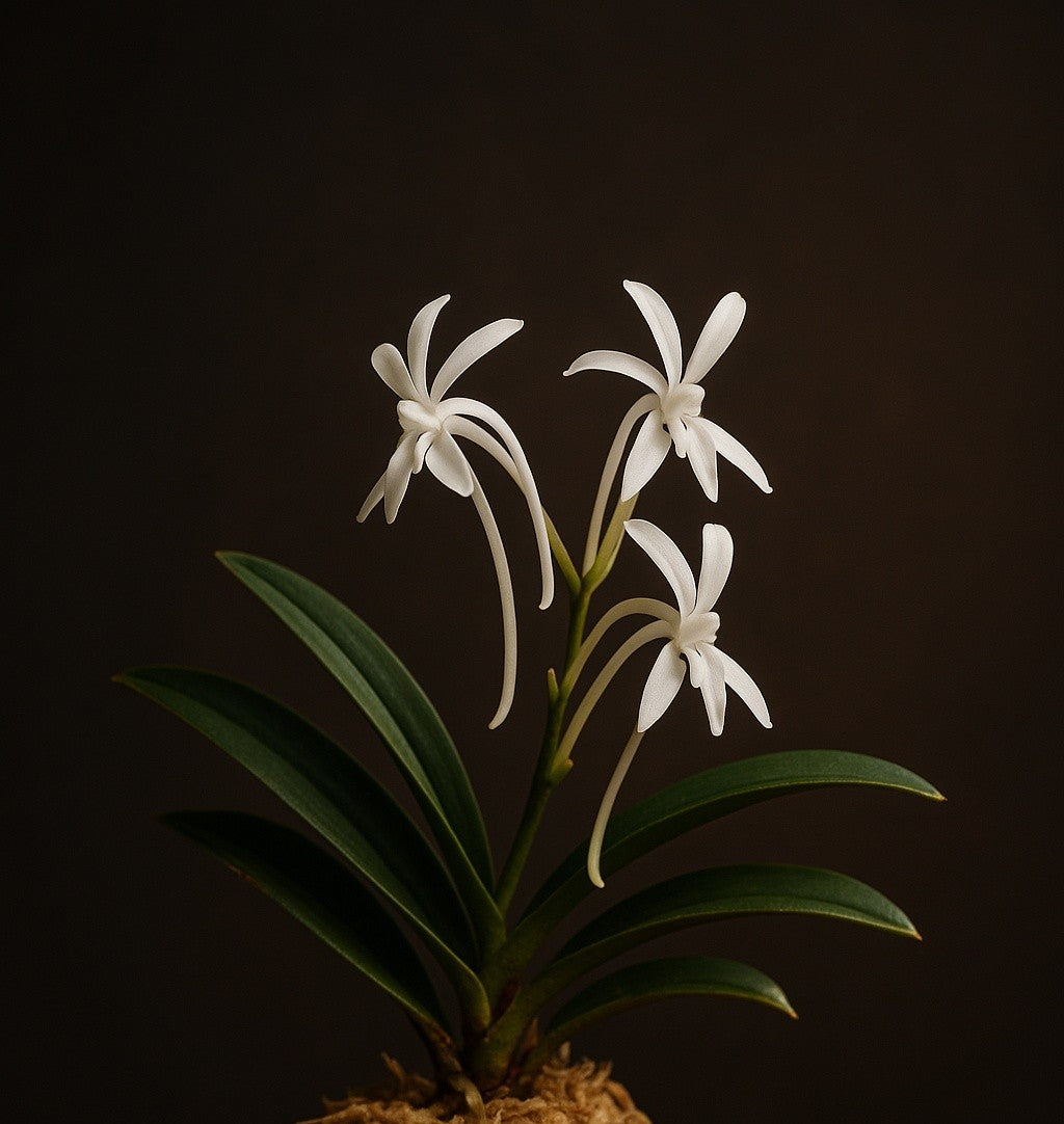 Geurende miniatuurorchideeën