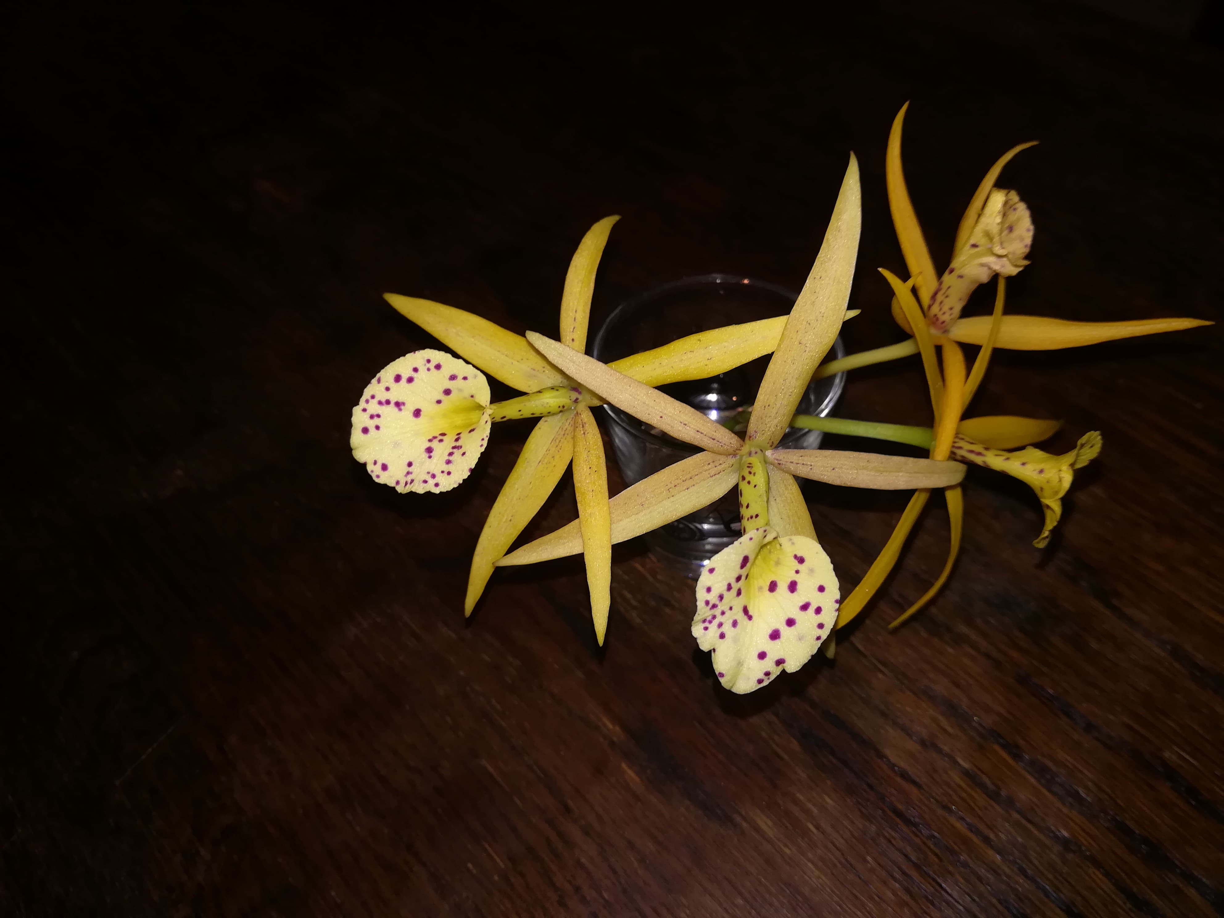 Brassolaelia (Bl.) Yellow Bird flowers