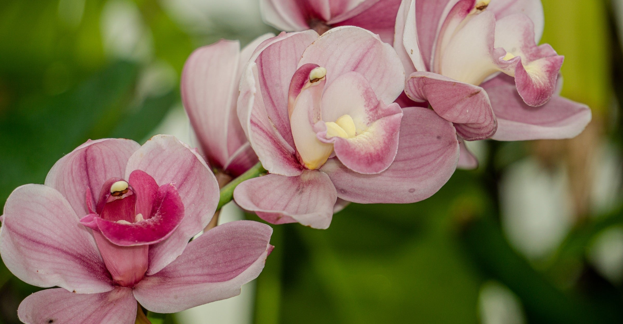Orchid Rishi One Buy Large Orchids | Big Plants, XL, and Mature Plants