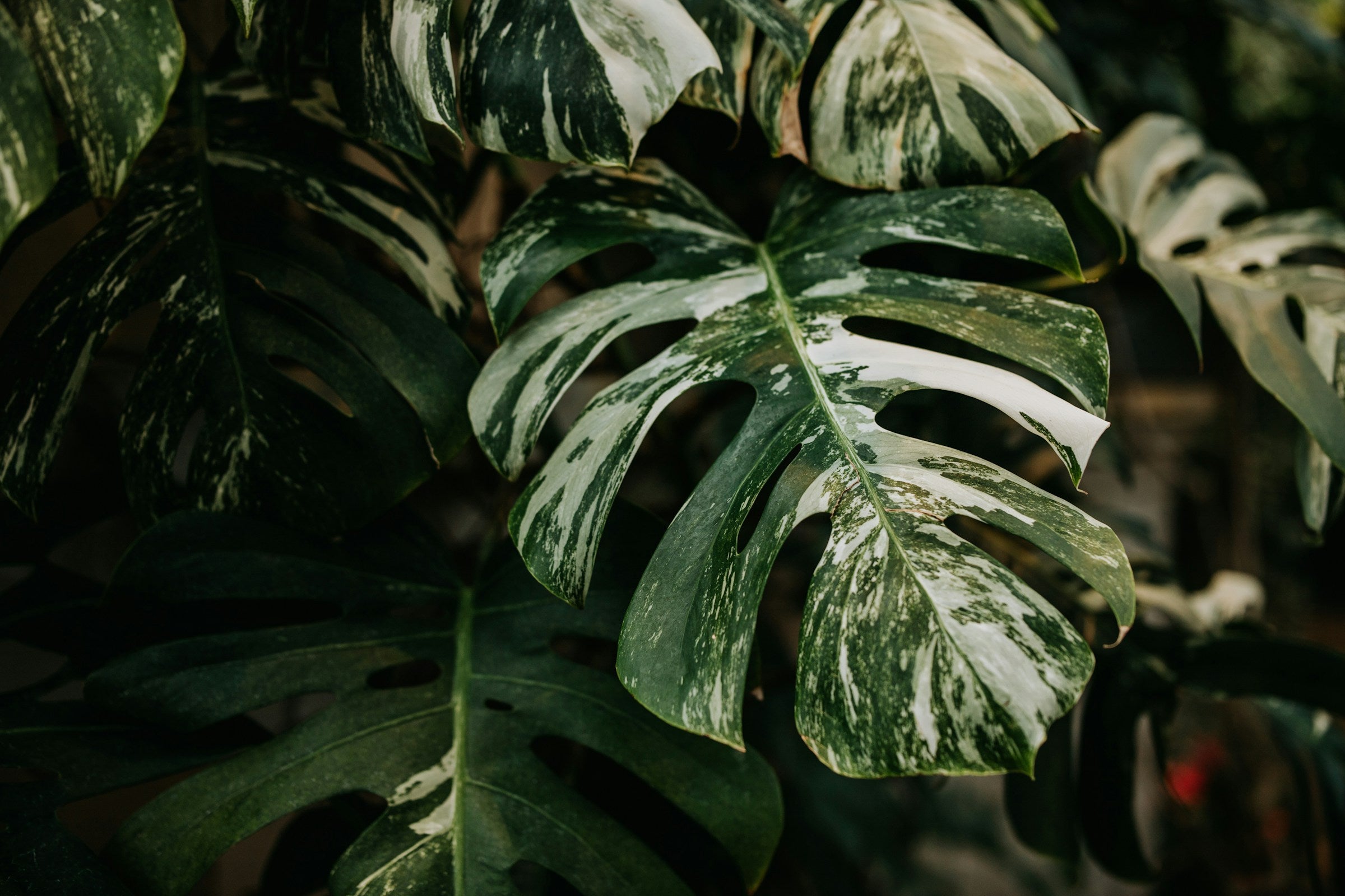 Monstera deliciosa Variegata Albo (Gatenplant)