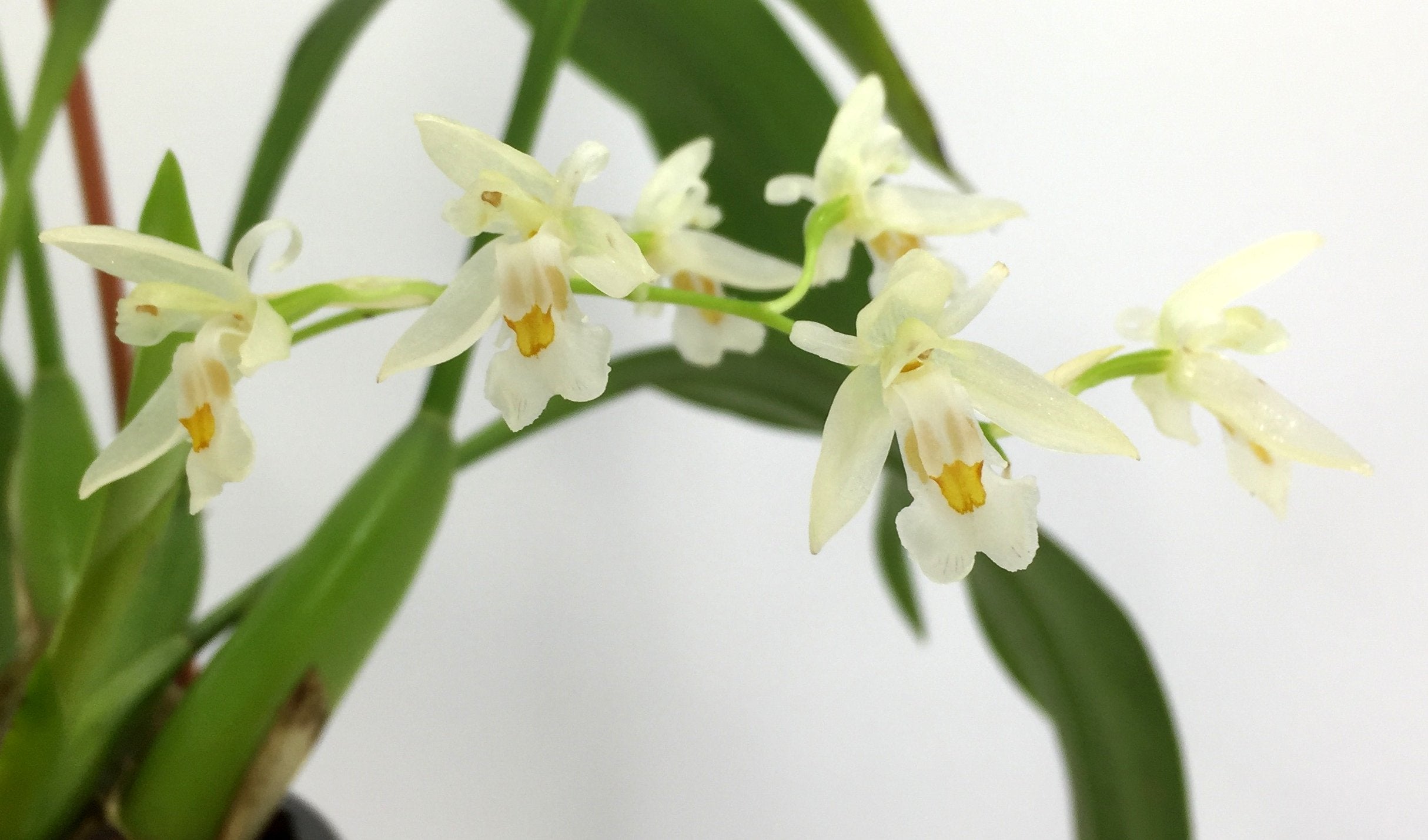 Chelonistele sulphurea white with yellow flower