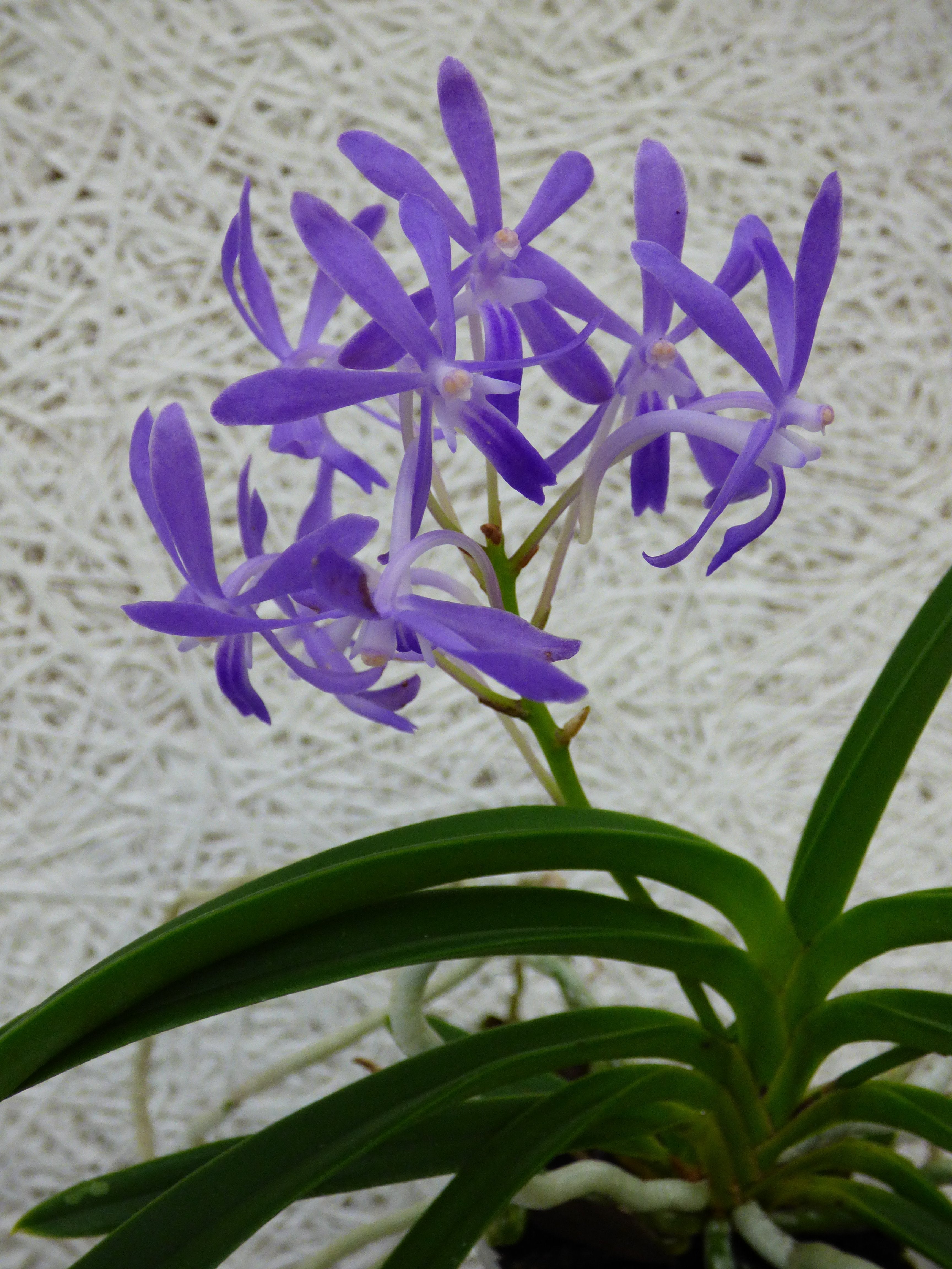 Neostylis Blue Moon orchid