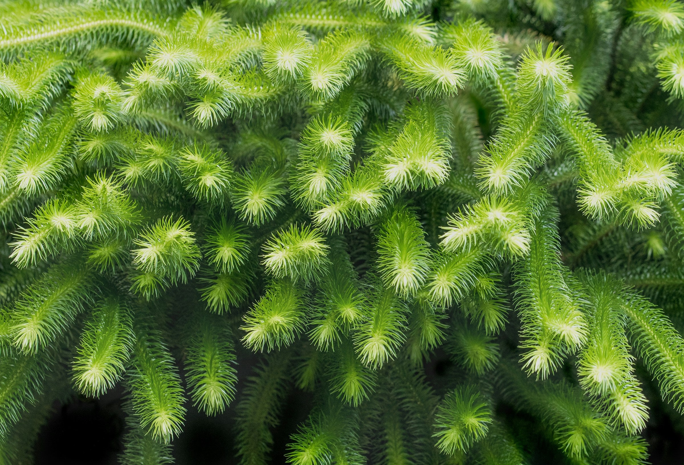 Lycopodium Wolfsklauw Clubmoss