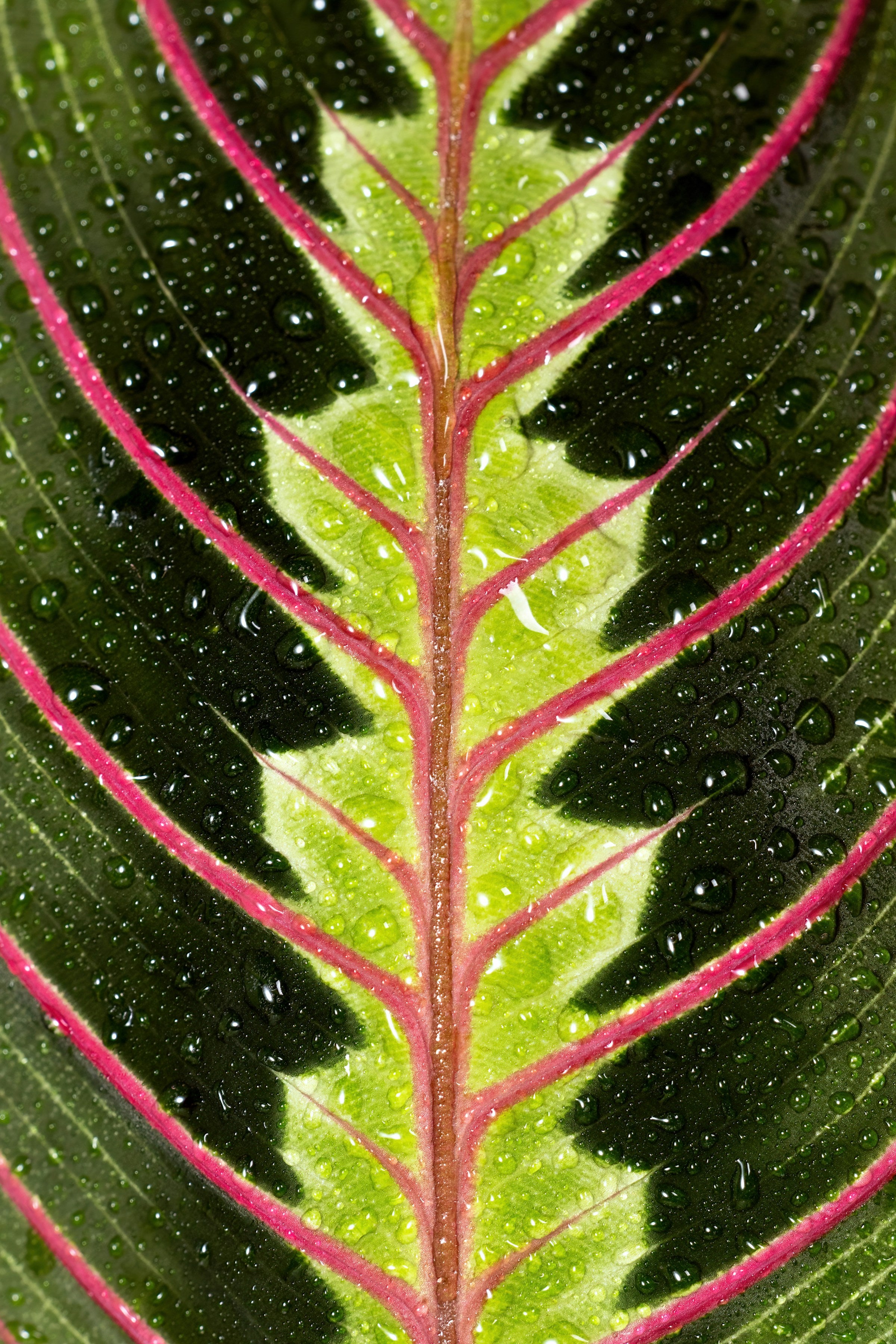 Maranta