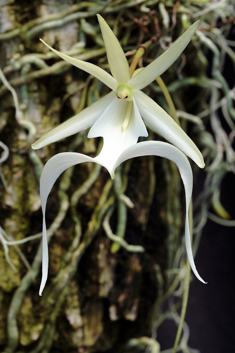 White flower of Dendrophylax lindenii (Ghost orchid)