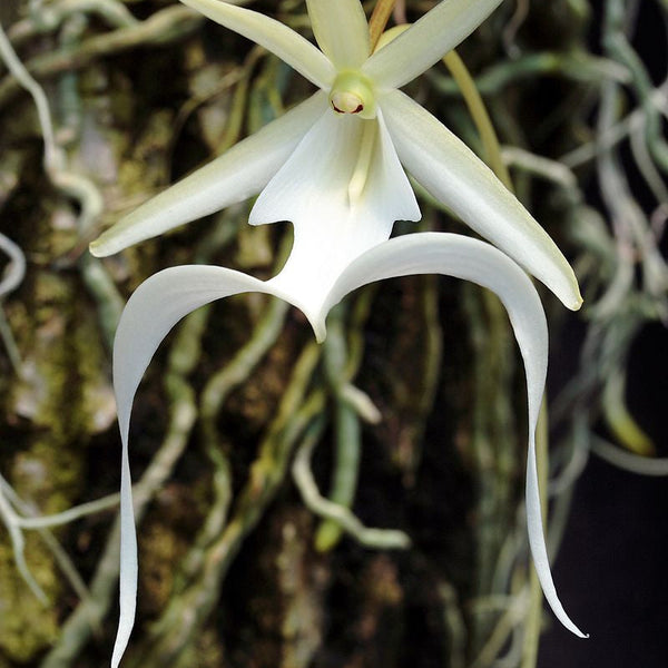 dendrophylax_lindenii__1697992