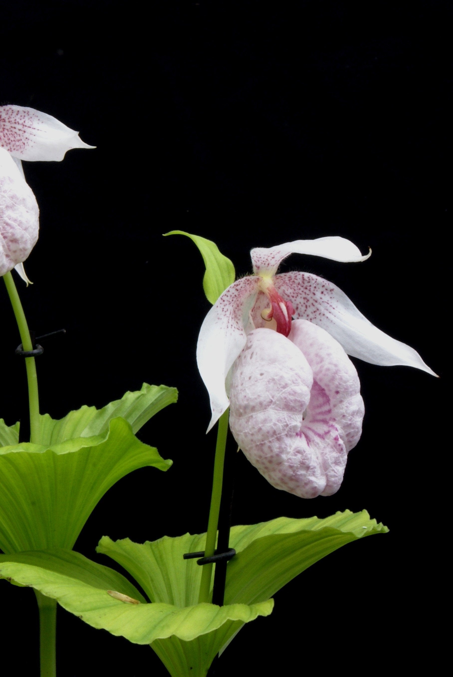 Cypripedium formosanum white with pink flower