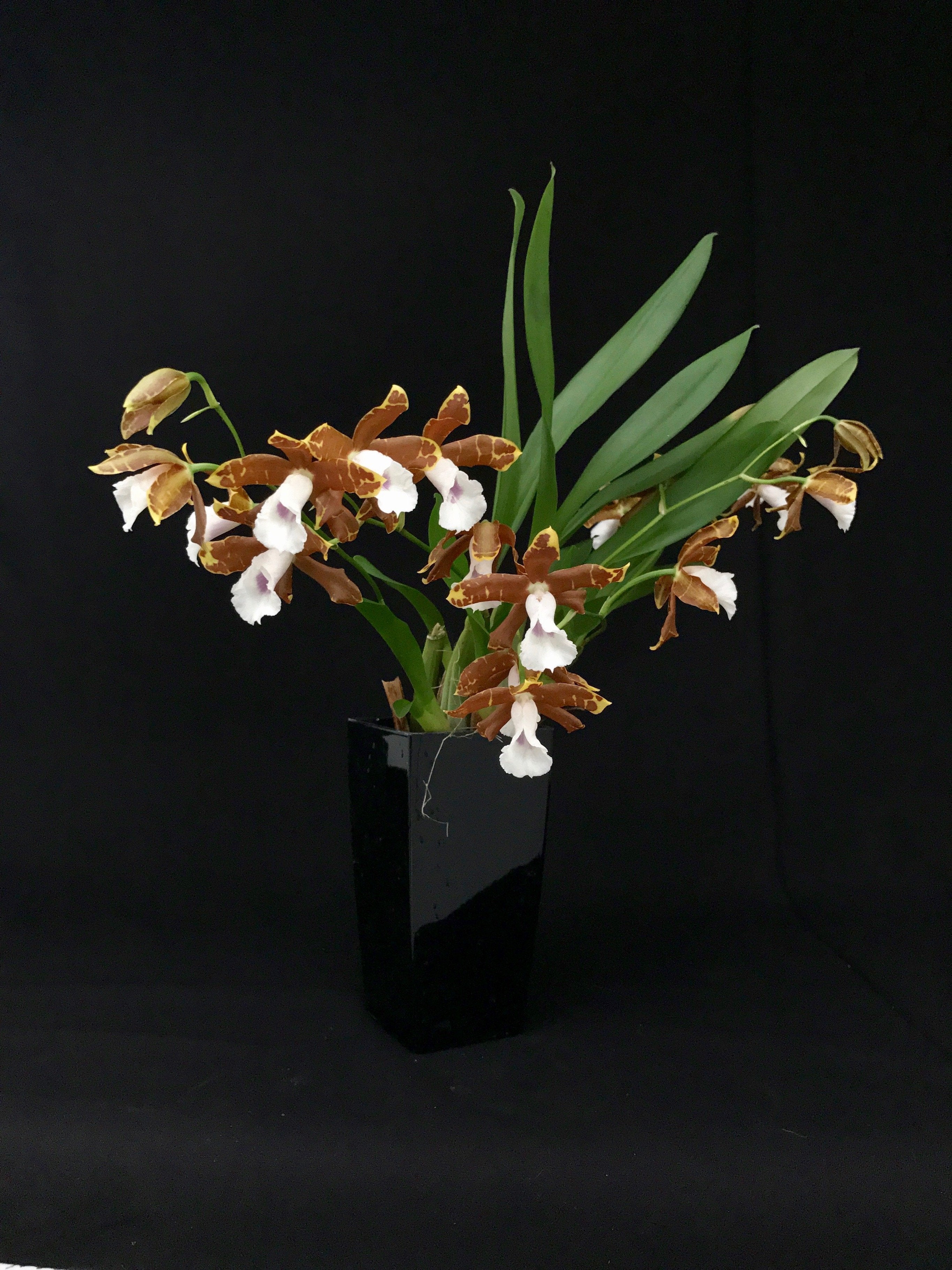 Miltonia candida orchid