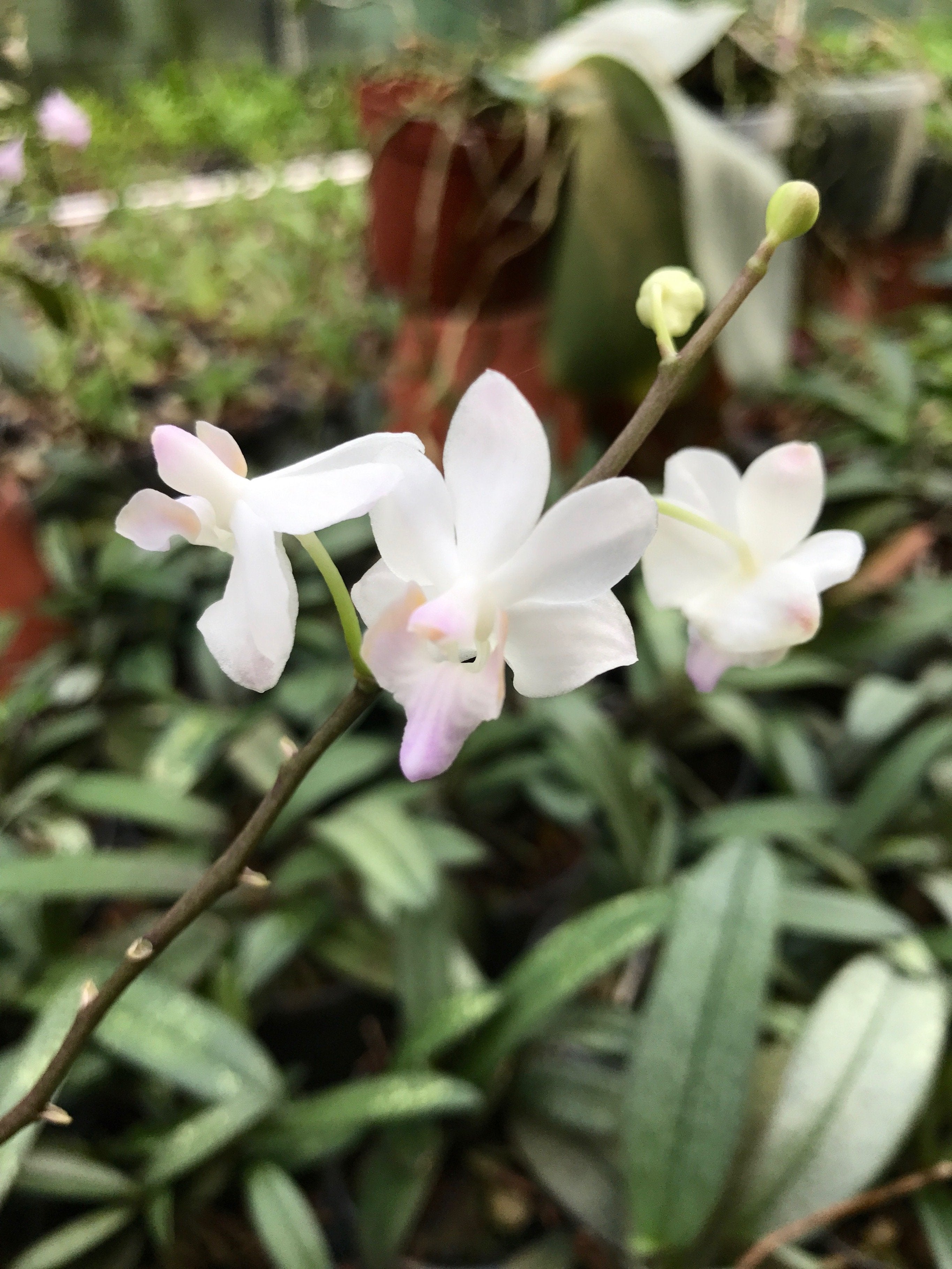 Doritis pulcherrima "Marbled Leaves" white with pink flower