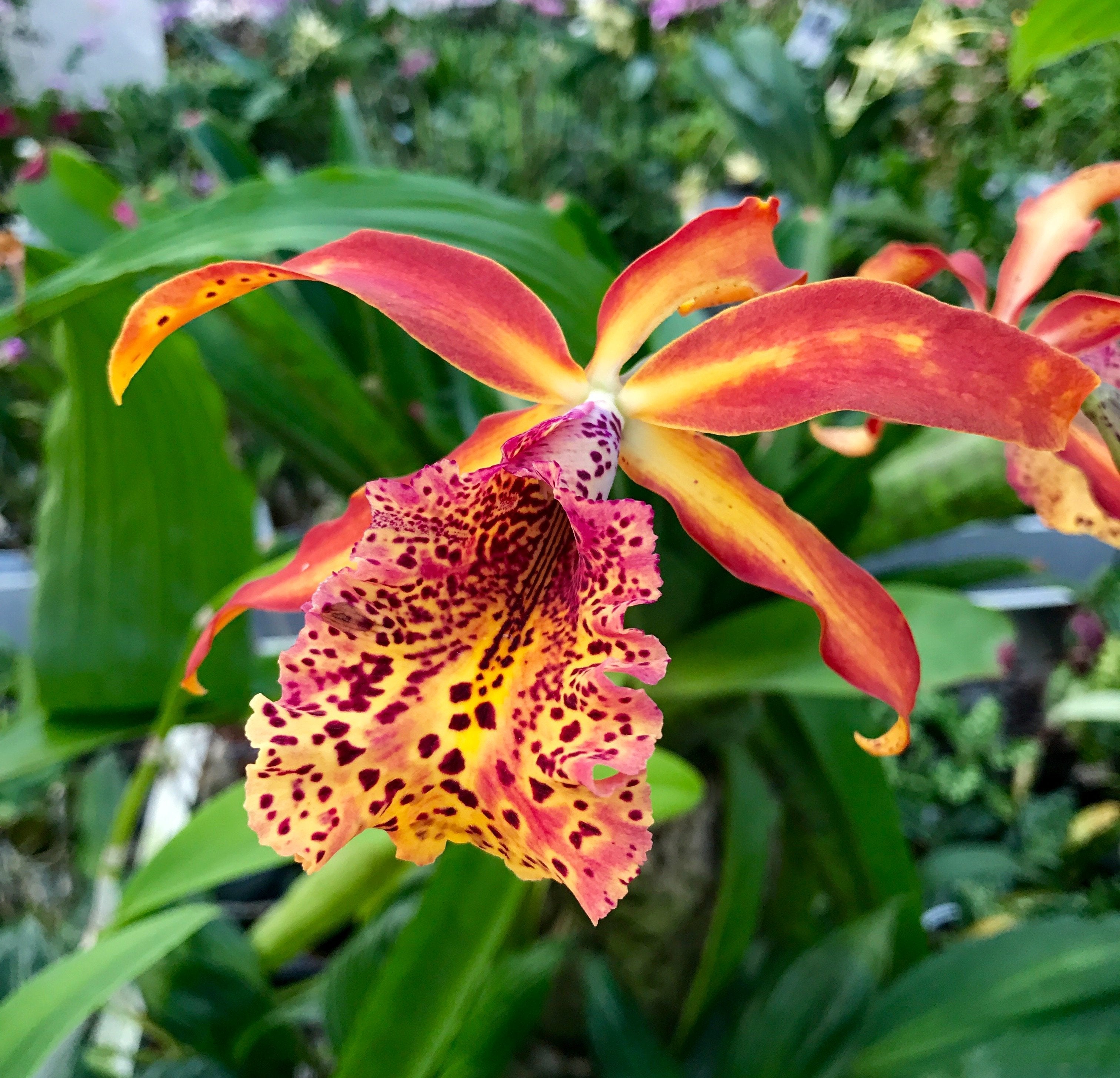 Recchara Frances Fox with orange, yellow, red and pink flowers