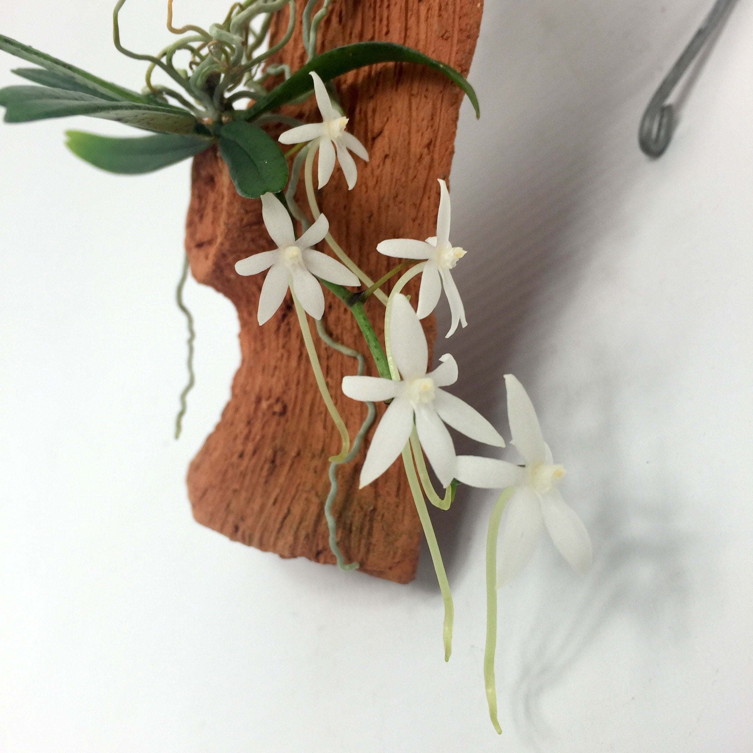 https://orchids-shop.com/cdn/shop/collections/img_3642.jpg?v=1697706650