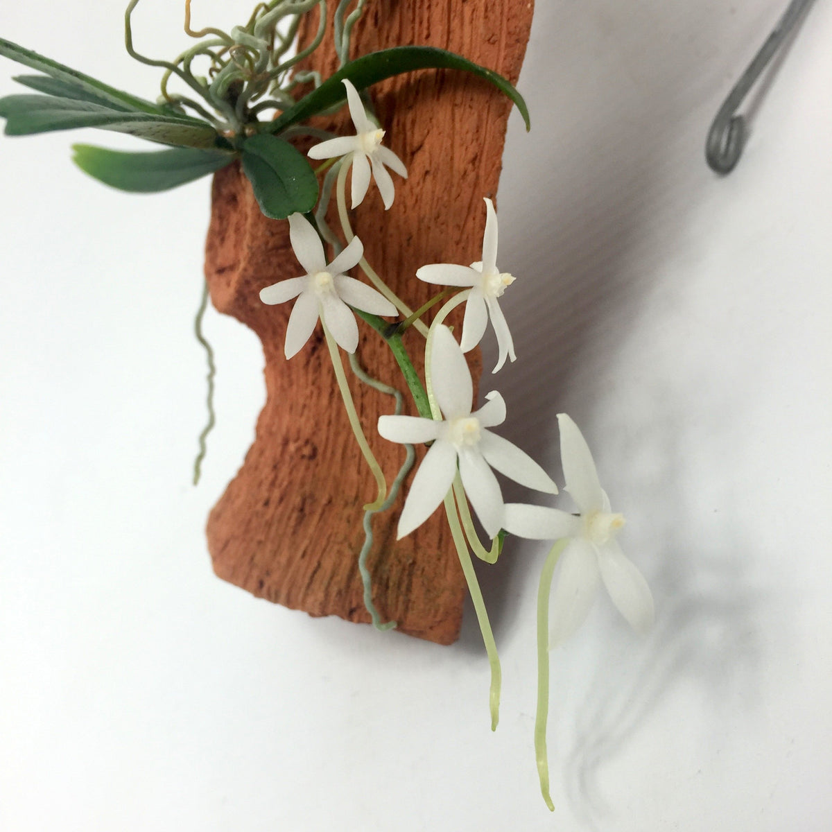 Buy Mini Orchids | Botanical Miniature Orchids