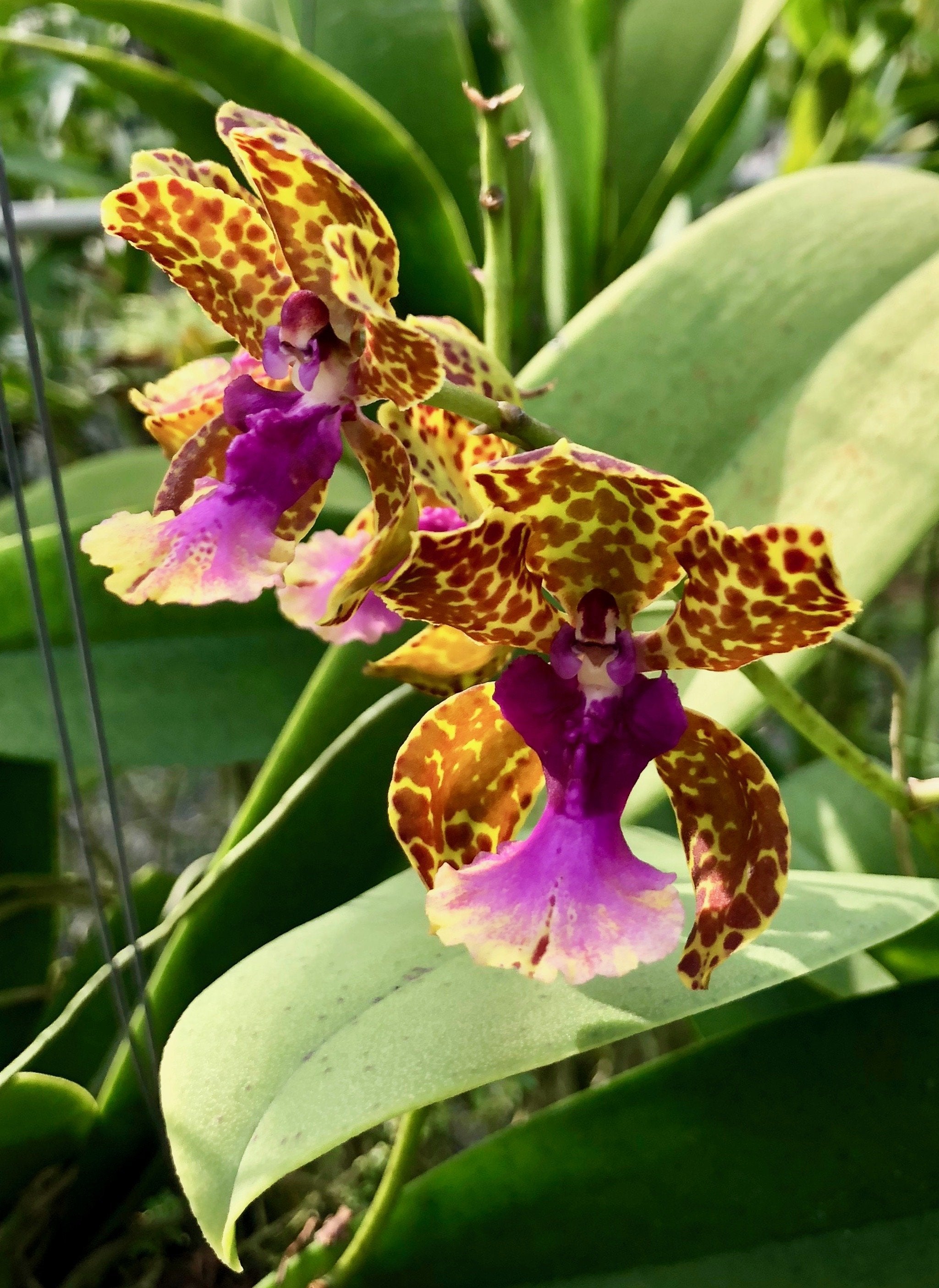 Trichocentrum lanceanum