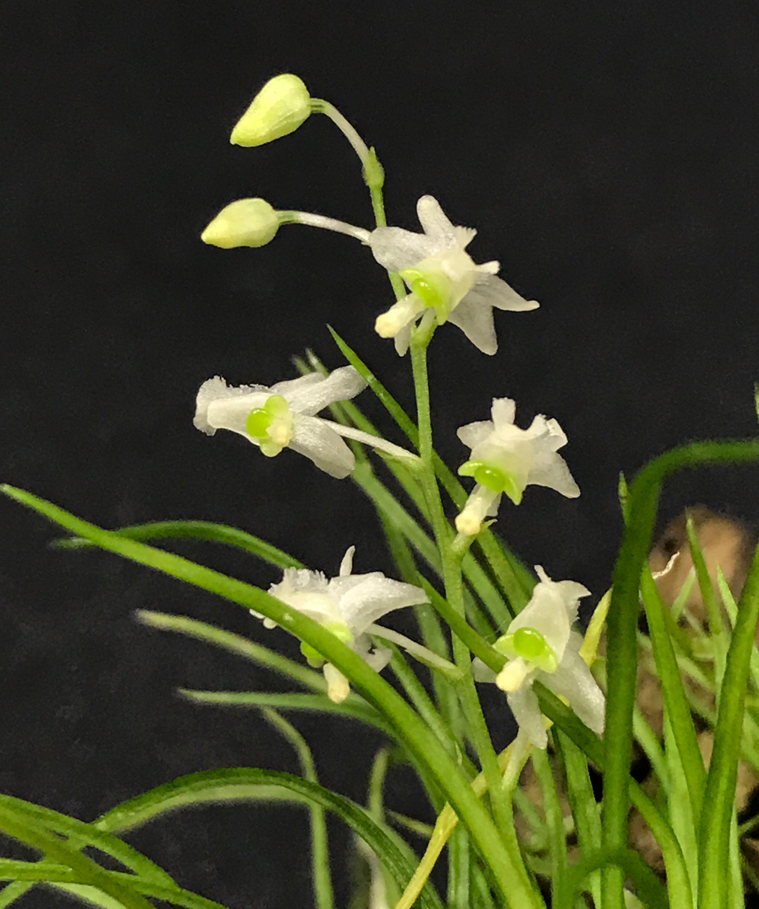 Phymatidium falcifolium orchid with white and green flowers