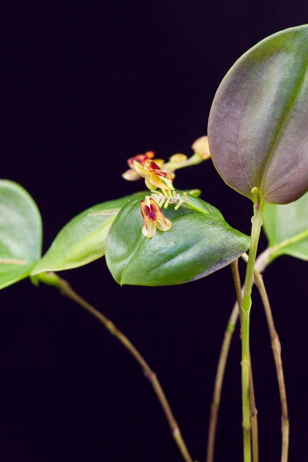 Lepanthes larvina