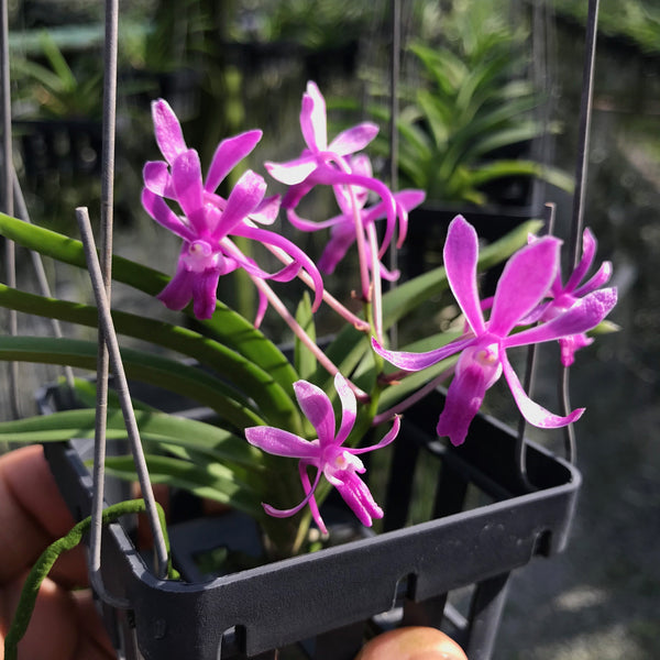 Neofinetia