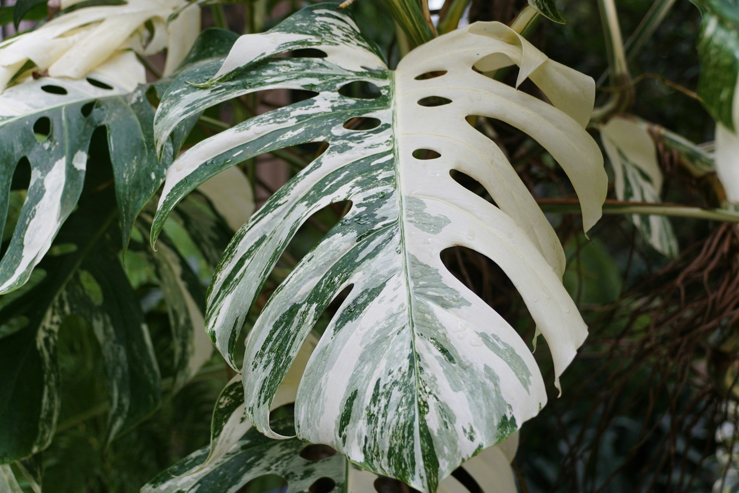 Monstera deliciosa borsigiana variegata albo