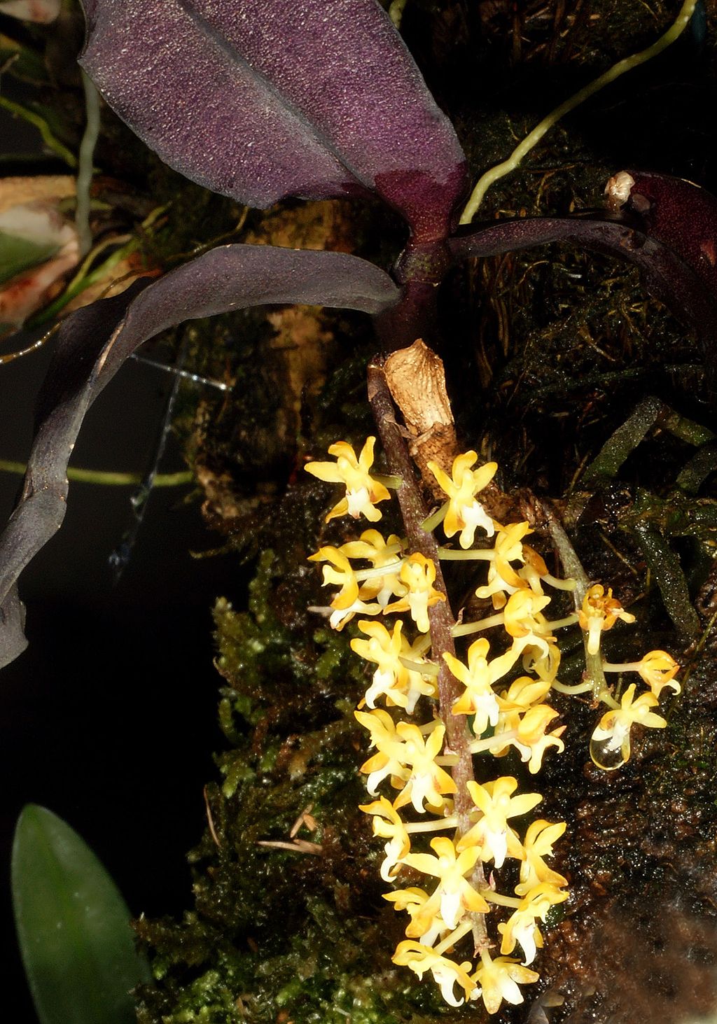 Malleola baliensis yellow flowered orchid