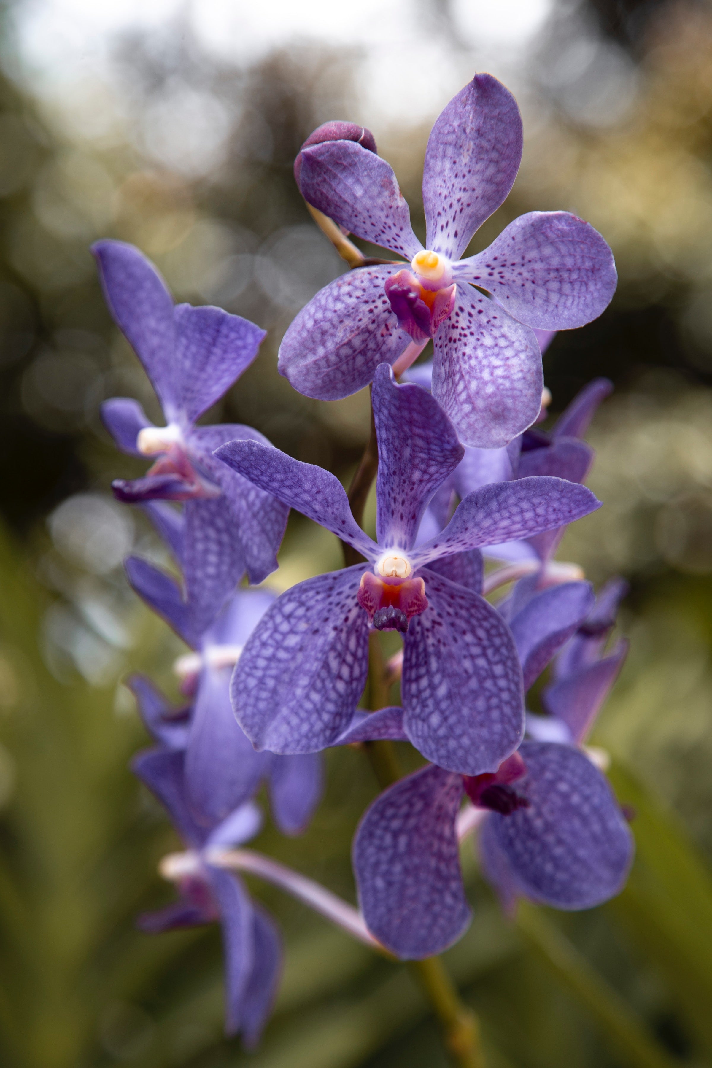 Blauwe orchideeën