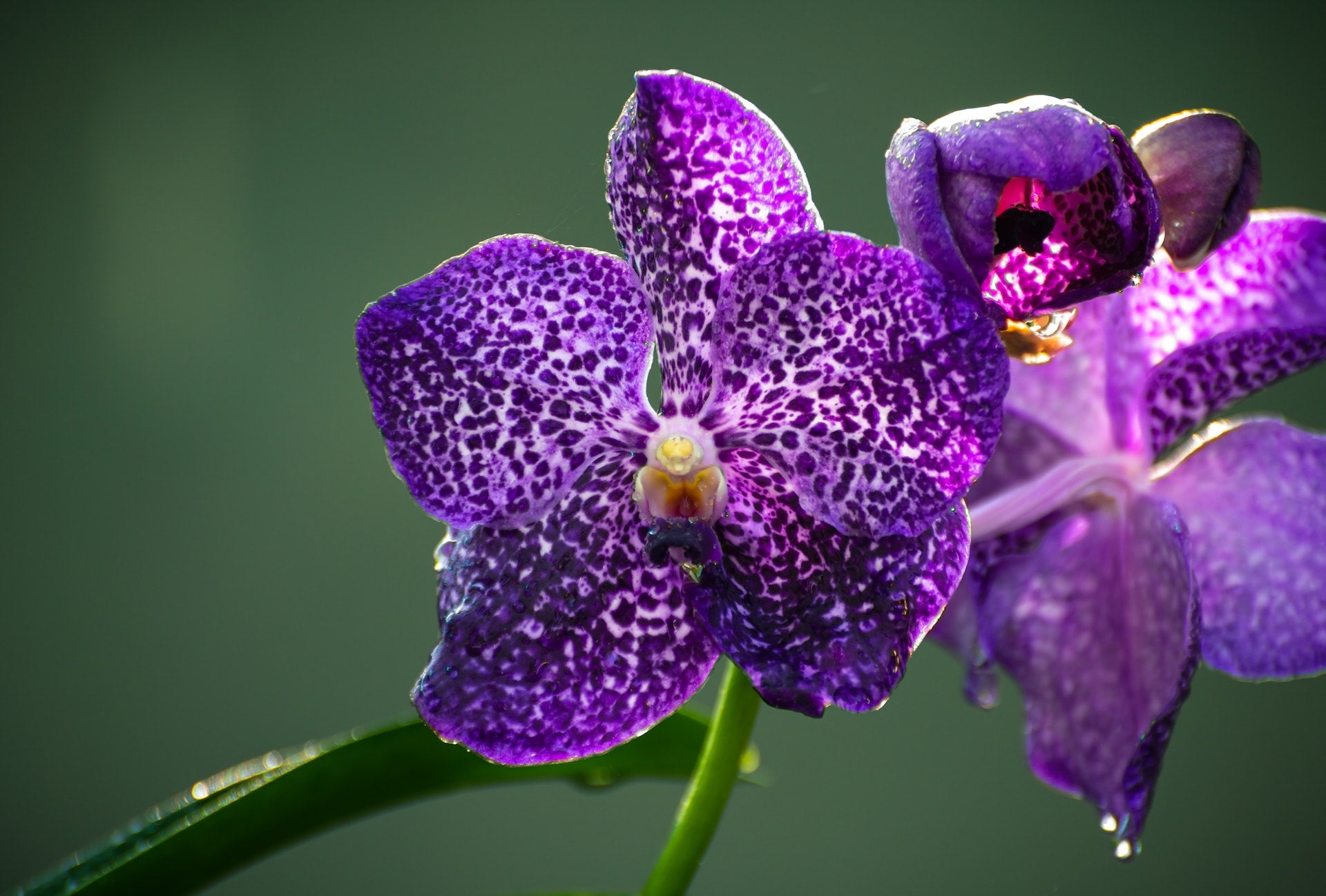 Exclusieve orchideeën