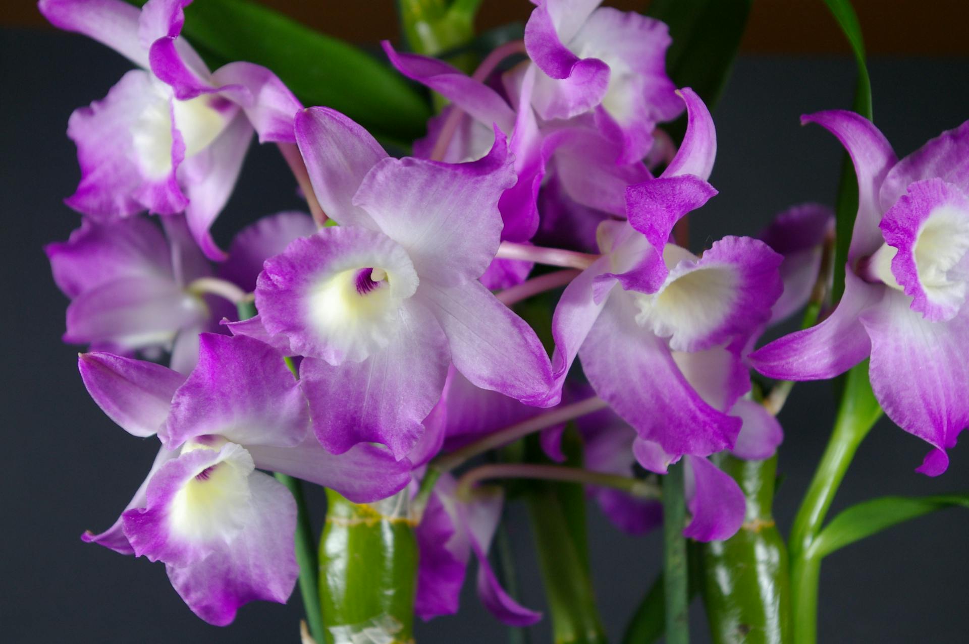 Dendrobium nobile paars bloeiend in de herfst