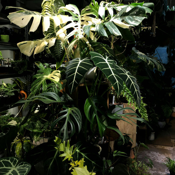 Exotic plants